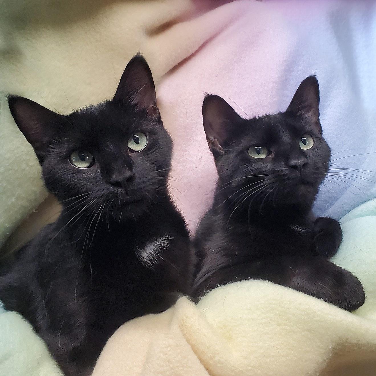 Enlarge Cosmo & Luna, a ADOPTABLE Domestic Short Hair in Marseilles, IL image 1/1