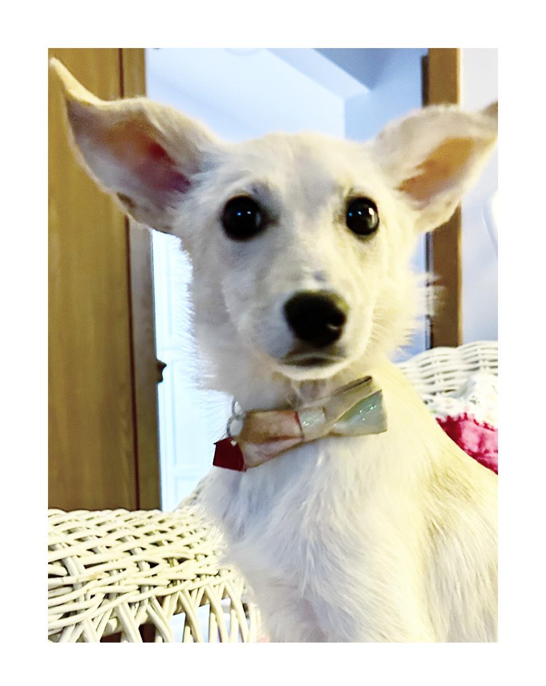 Gigi, an adoptable Terrier, Samoyed in Lake Geneva, WI, 53147 | Photo Image 6