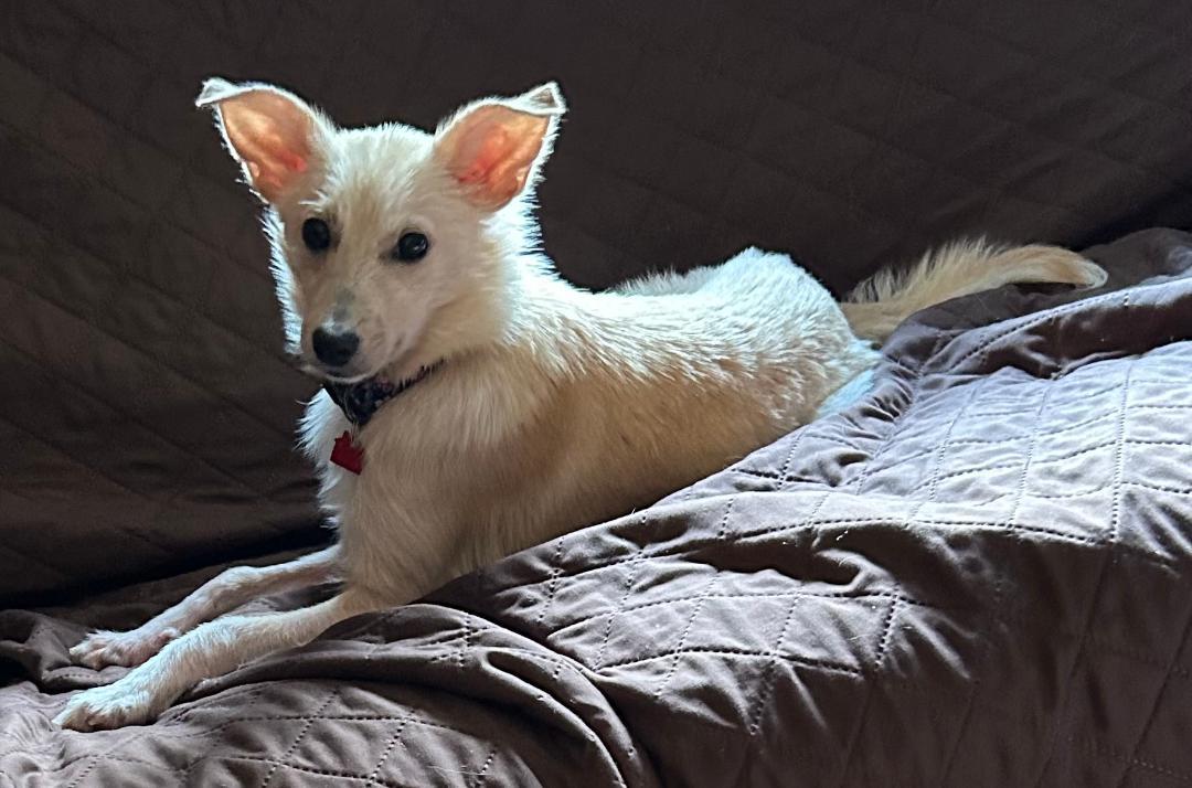 Gigi, an adoptable Terrier, Samoyed in Lake Geneva, WI, 53147 | Photo Image 4