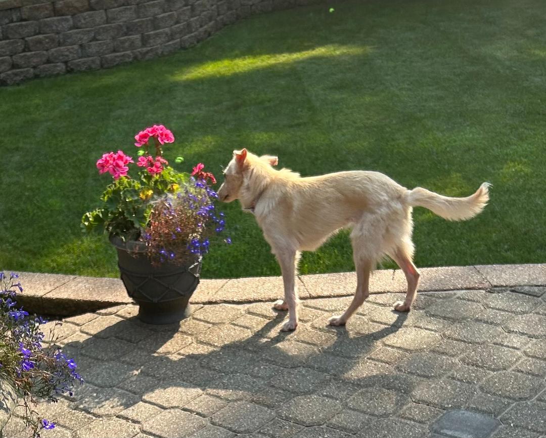 Gigi, an adoptable Terrier, Samoyed in Lake Geneva, WI, 53147 | Photo Image 5