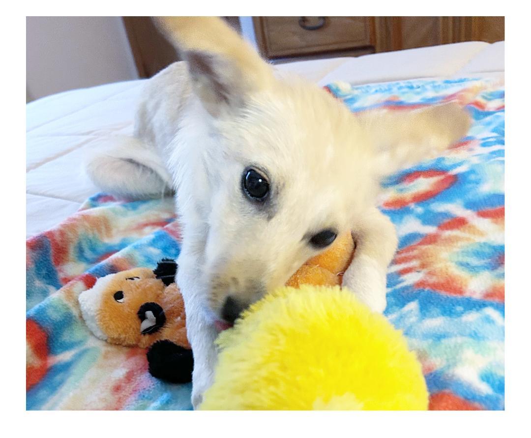 Gigi, an adoptable Terrier, Samoyed in Lake Geneva, WI, 53147 | Photo Image 3