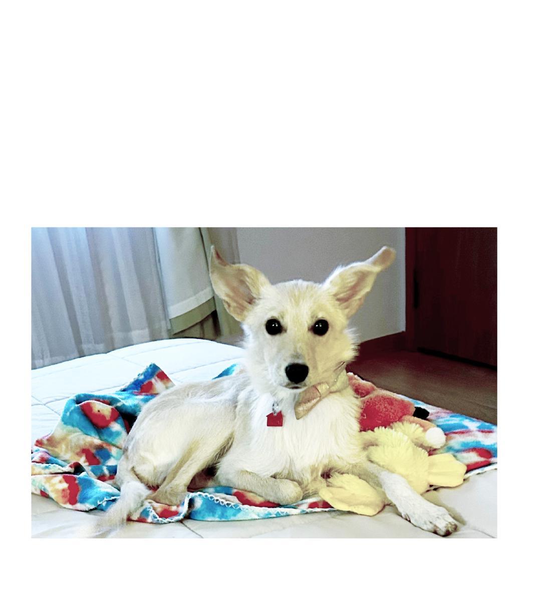 Gigi, an adoptable Terrier, Samoyed in Lake Geneva, WI, 53147 | Photo Image 1