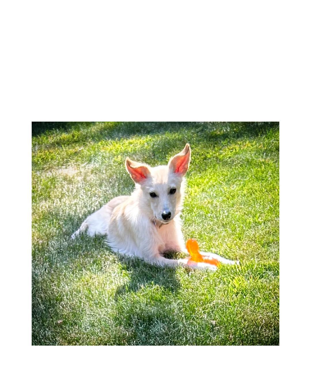 Gigi, an adoptable Terrier, Samoyed in Lake Geneva, WI, 53147 | Photo Image 2