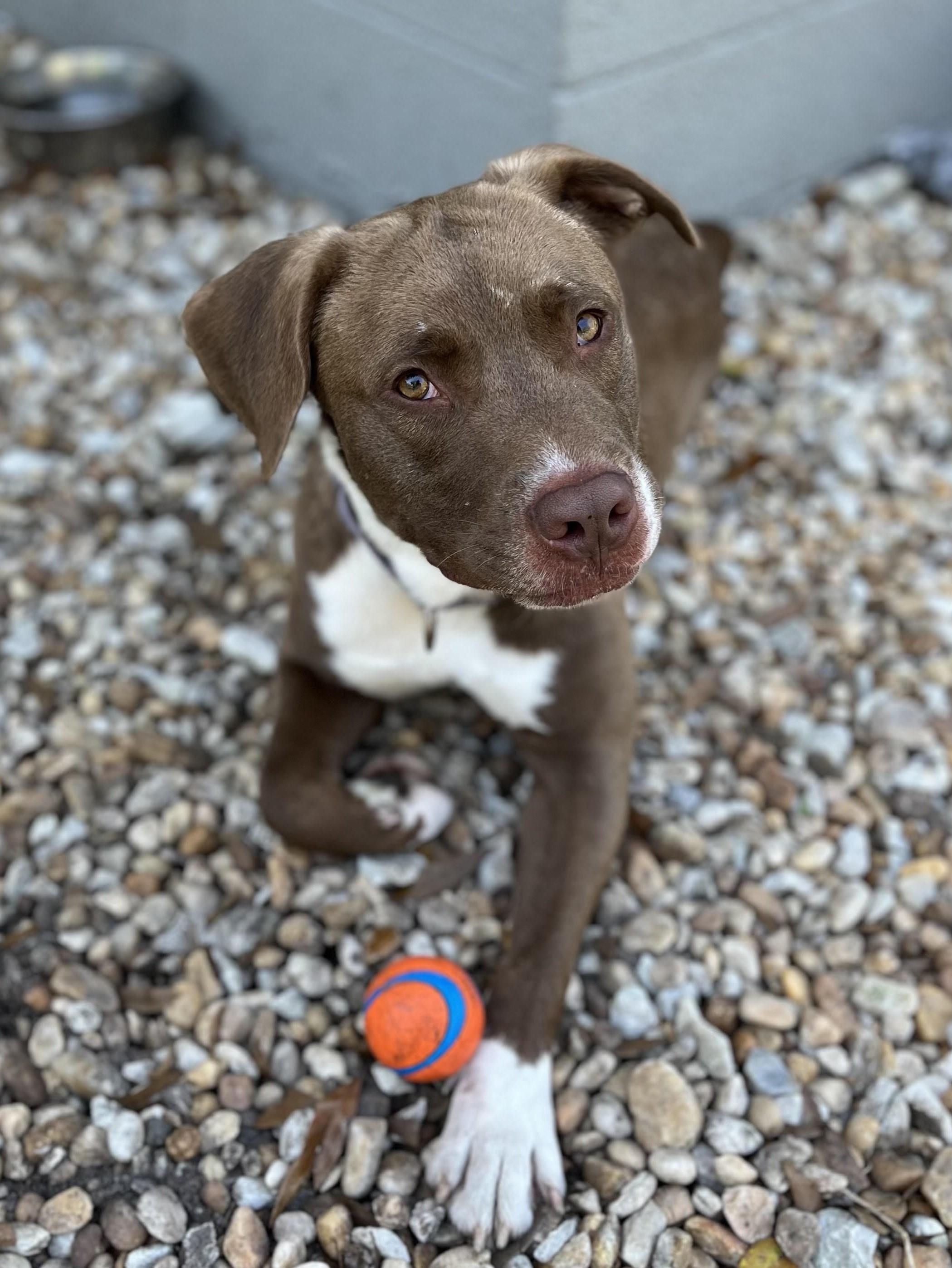 Murphy, a ADOPTABLE mixed breed in Palm City, FL image 1/2