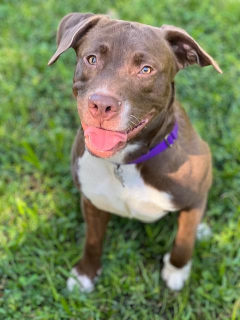 Murphy, a ADOPTABLE mixed breed in Palm City, FL image 2/2