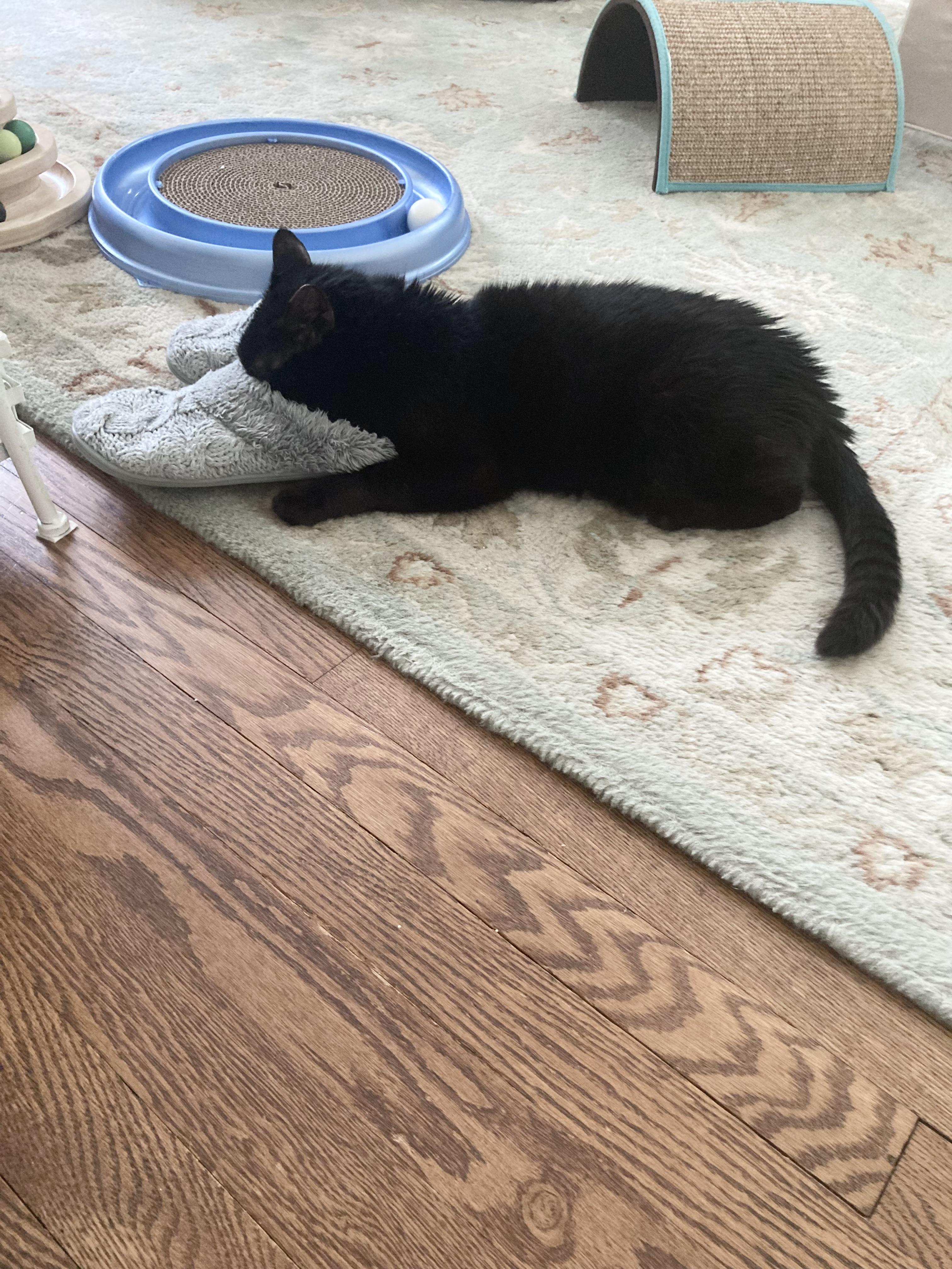 Porsha, a Adoptable Domestic Medium Hair in Garwood, NJ image 5/7