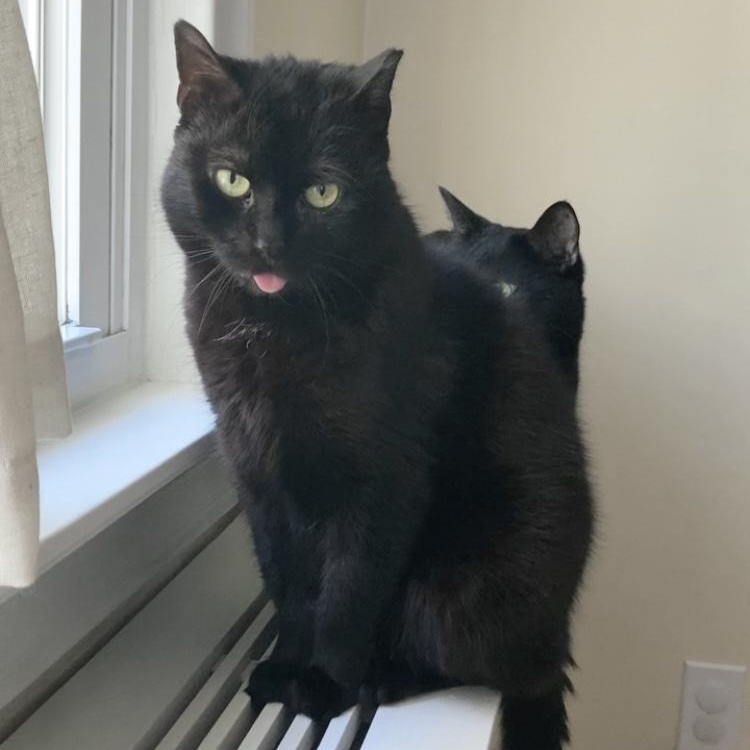 Porsha, Adoptable, Adult Female Domestic Medium Hair.