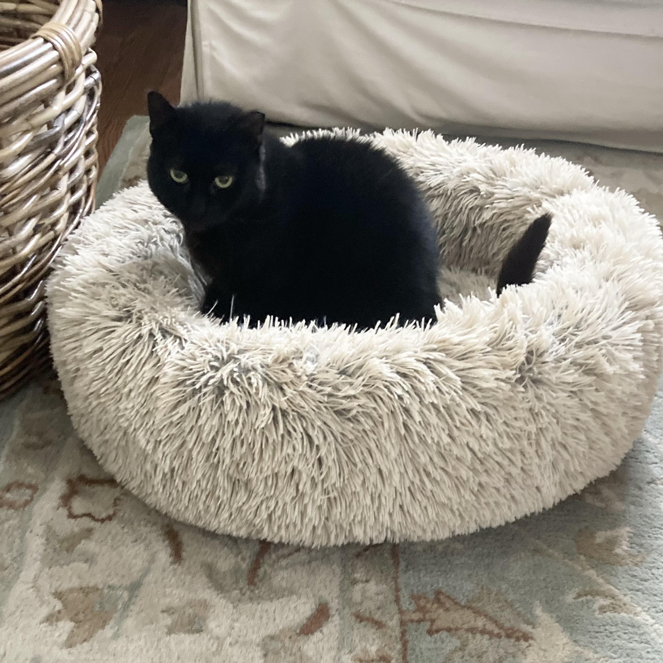 Porsha, a Adoptable Domestic Medium Hair in Garwood, NJ image 3/7