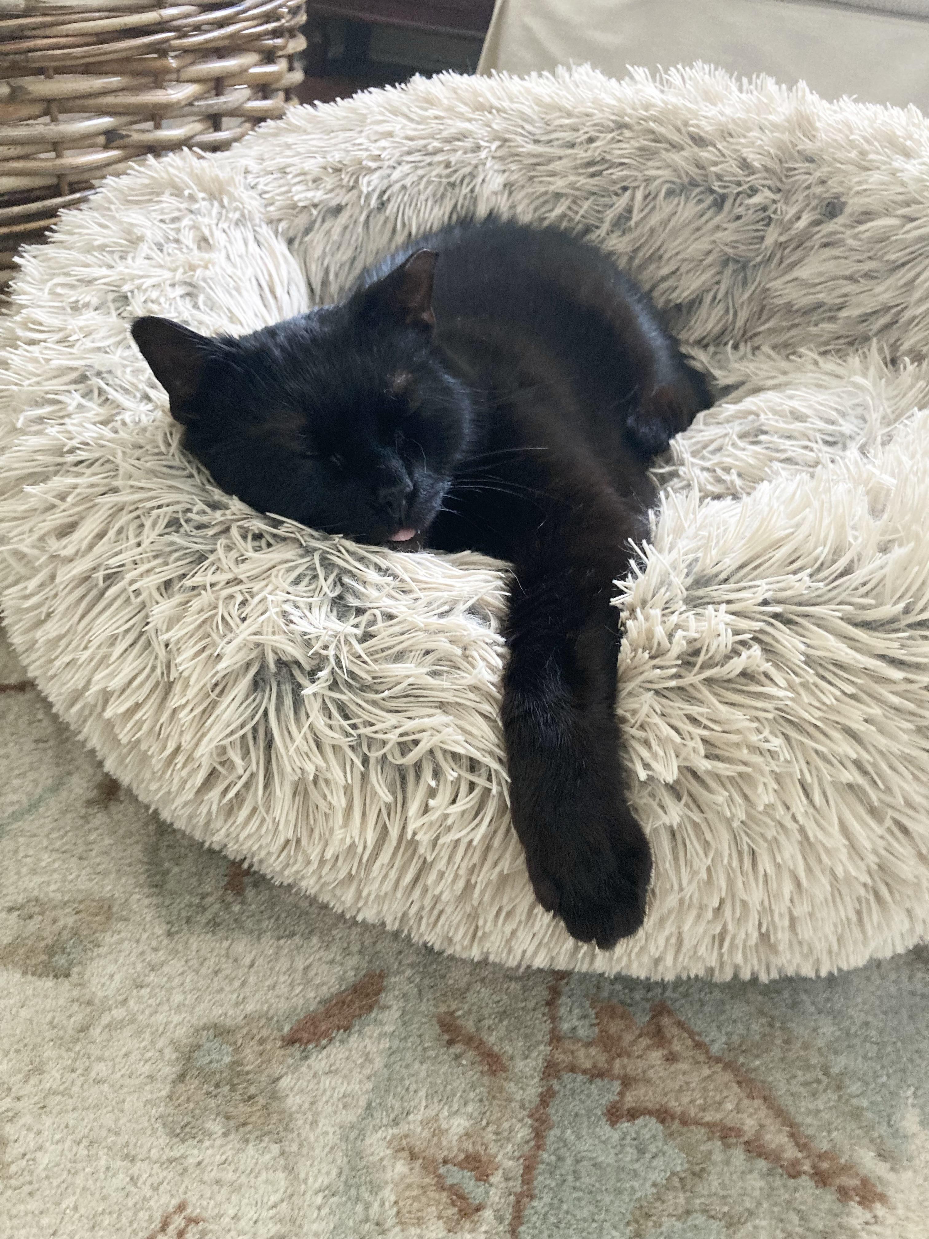 Porsha, a Adoptable Domestic Medium Hair in Garwood, NJ image 4/7