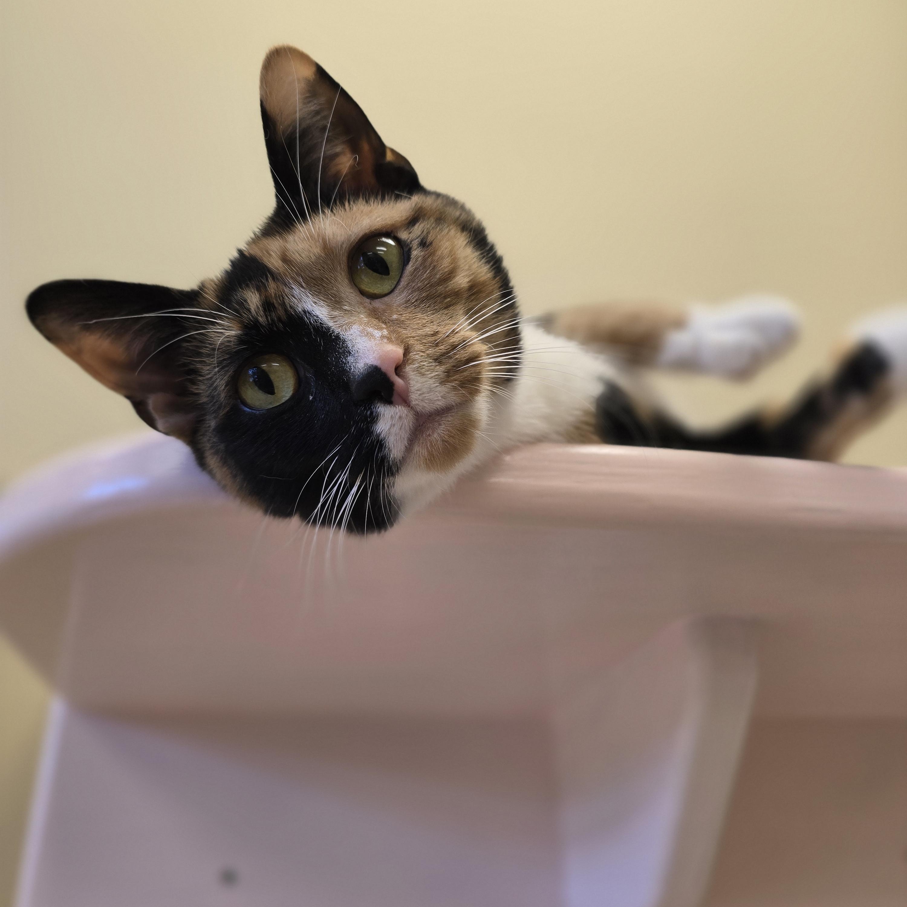 Enlarge Elderberry, a Adopted Calico in Bristol, RI image 2/5