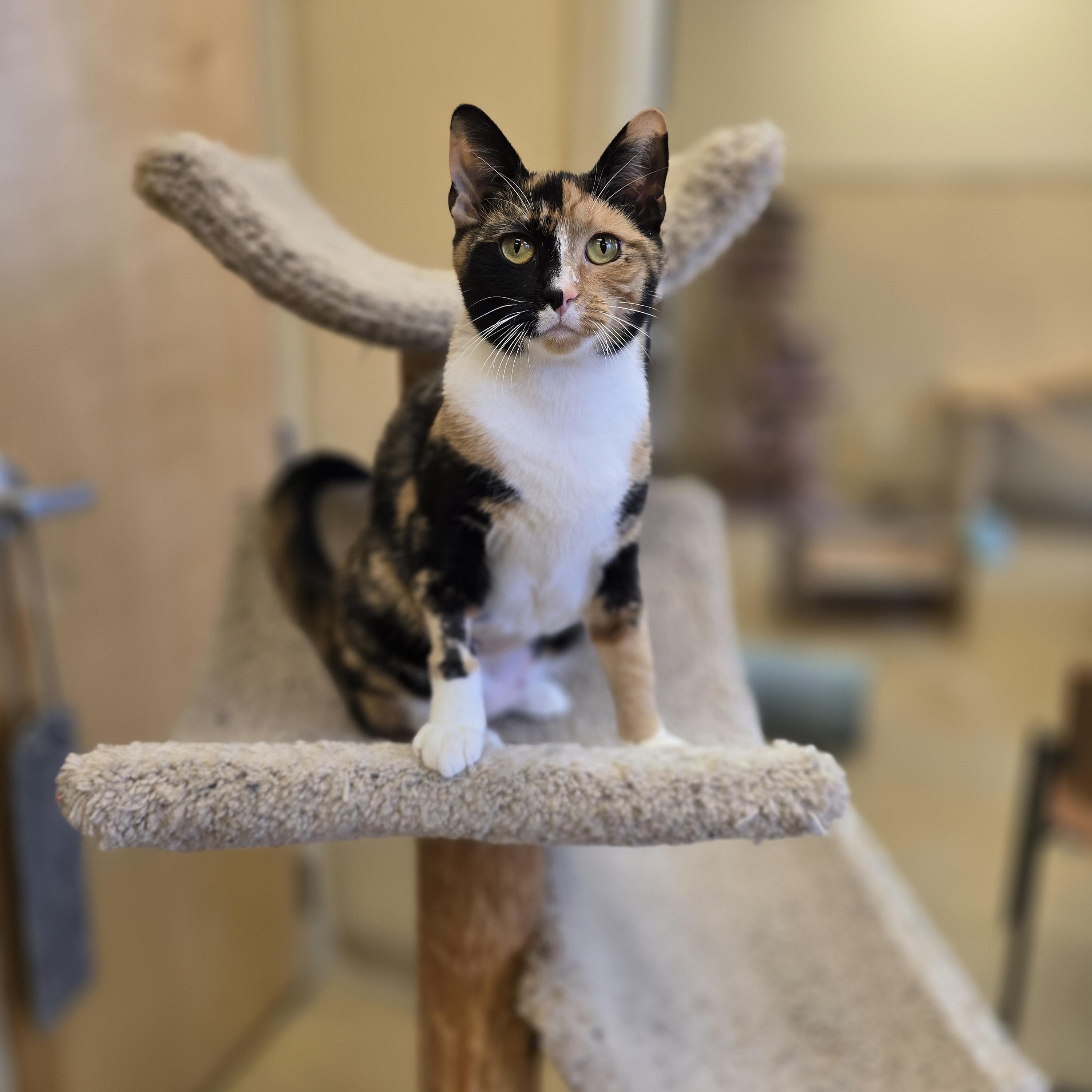 Enlarge Elderberry, a Adopted Calico in Bristol, RI image 3/5