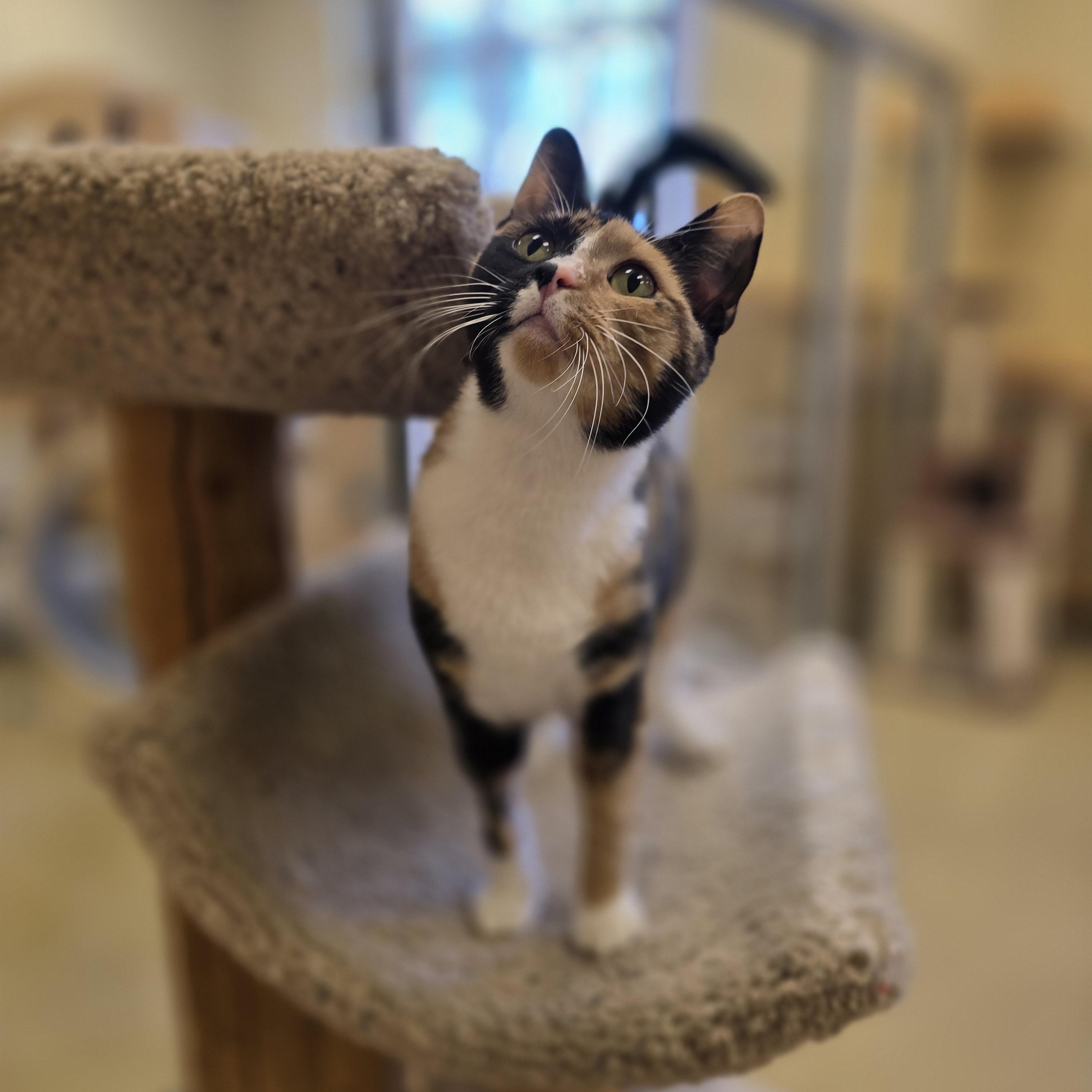 Elderberry, Adopted, Adult Female Calico.