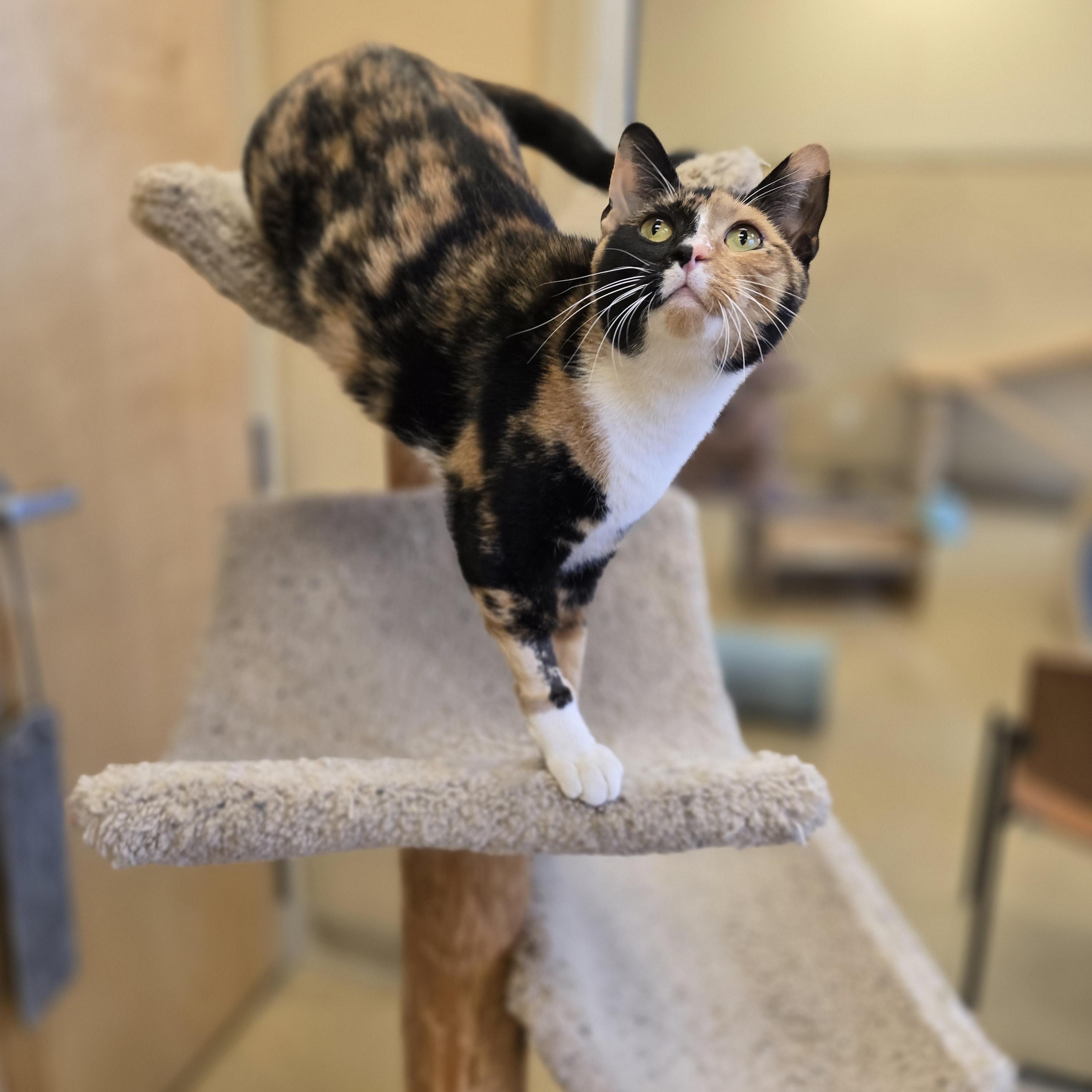 Enlarge Elderberry, a Adopted Calico in Bristol, RI image 4/5