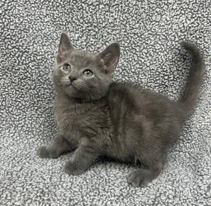 Enlarge Arizona 4, a Adopted Domestic Short Hair in Sullivan, IN image 1/1