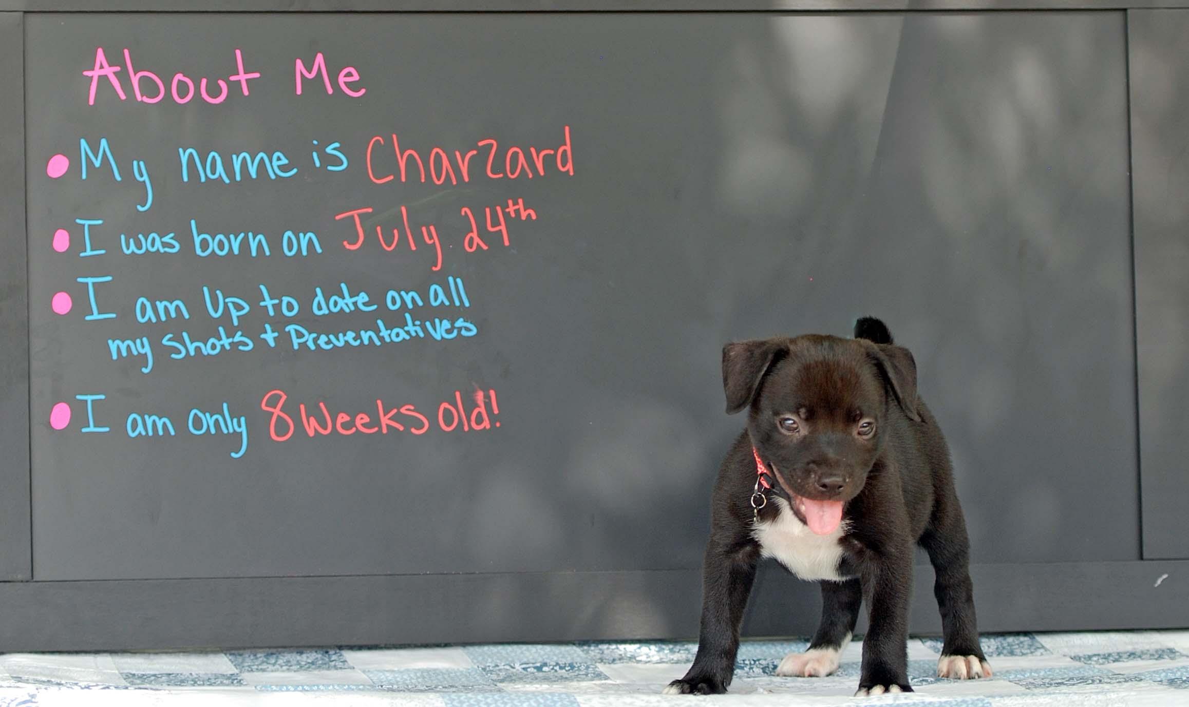 Enlarge Charizard, a Adopted mixed breed in Madisonville, TX image 2/5