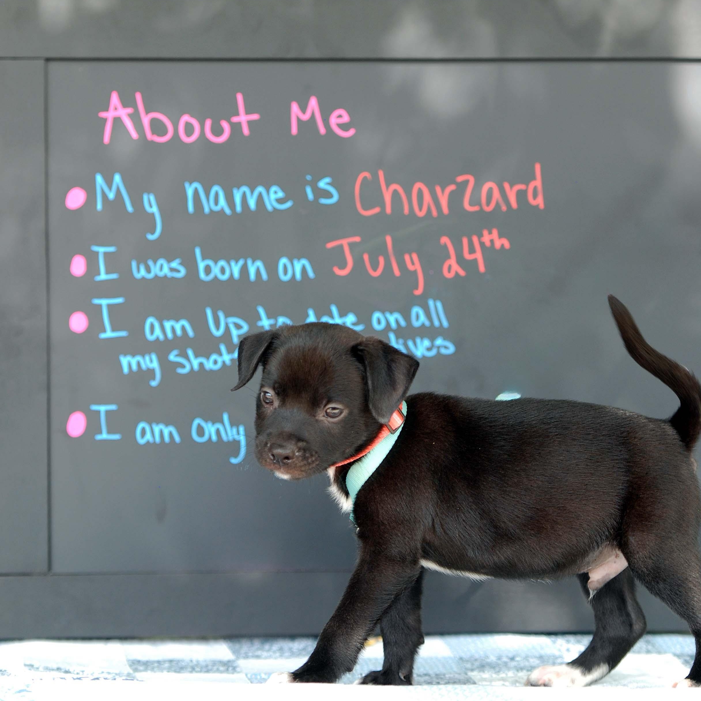 Enlarge Charizard, a Adopted mixed breed in Madisonville, TX image 3/5