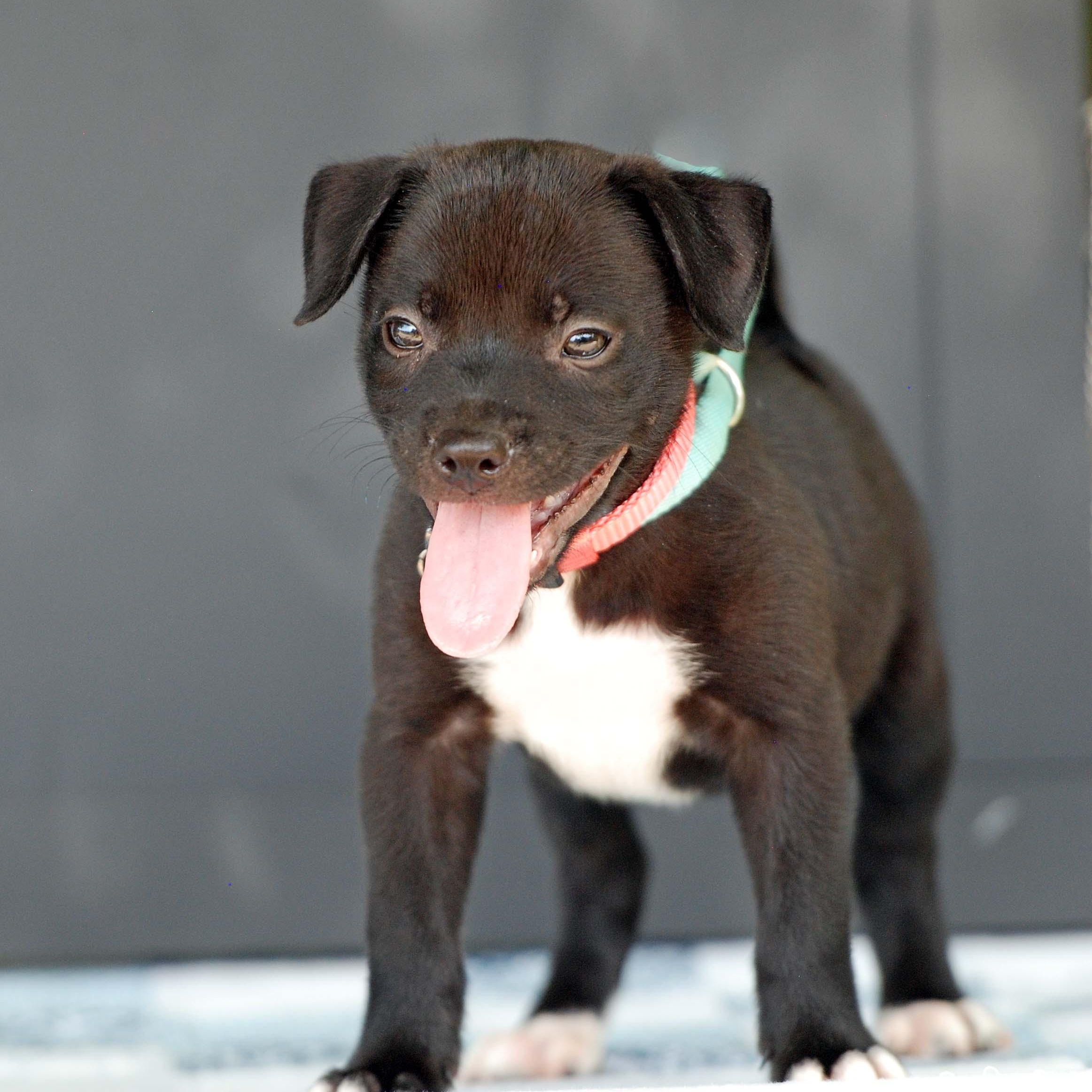 Enlarge Charizard, a Adopted mixed breed in Madisonville, TX image 5/5