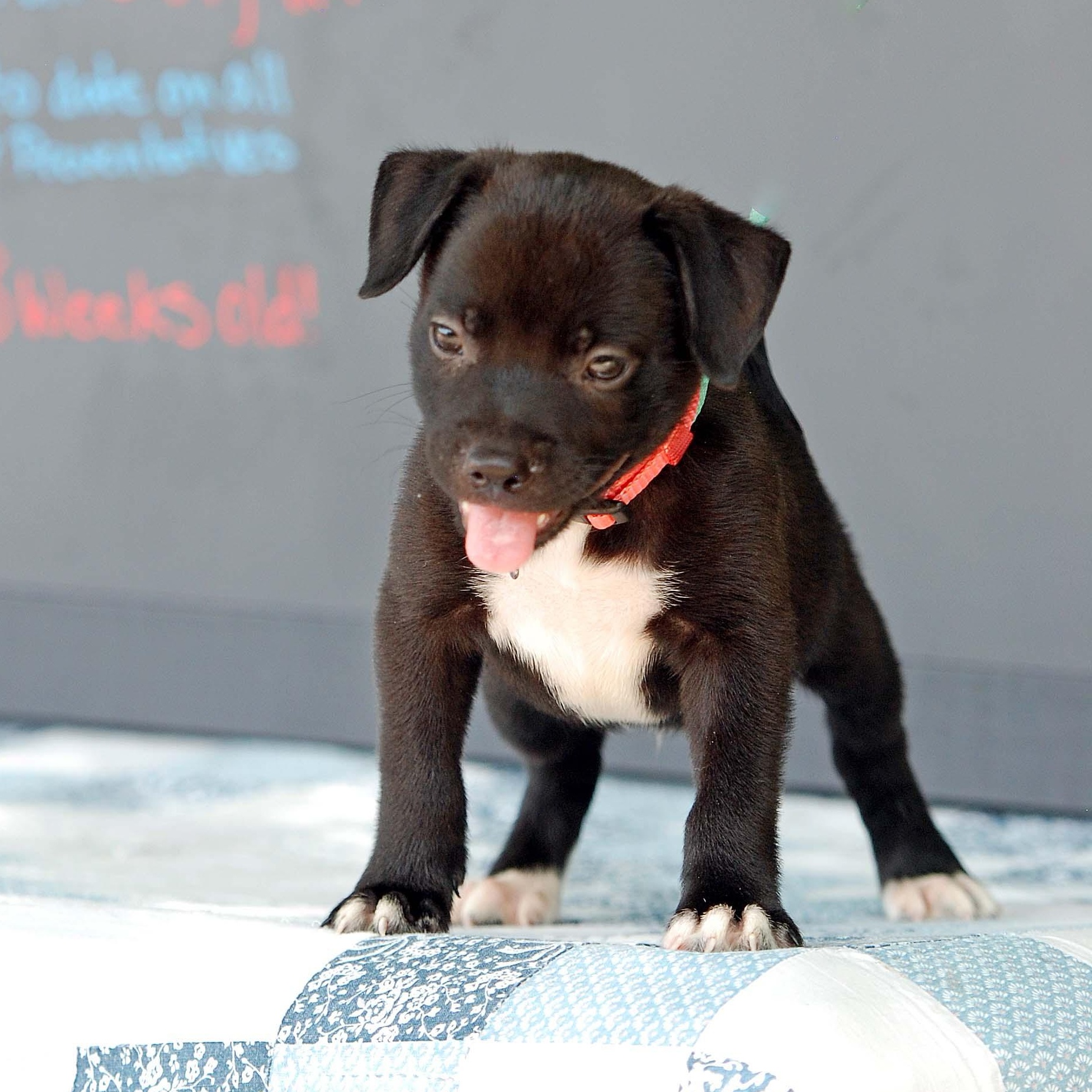 Charizard, Adopted, Puppy Male Pit Bull Terrier & Patterdale Terrier / Fell Terrier.