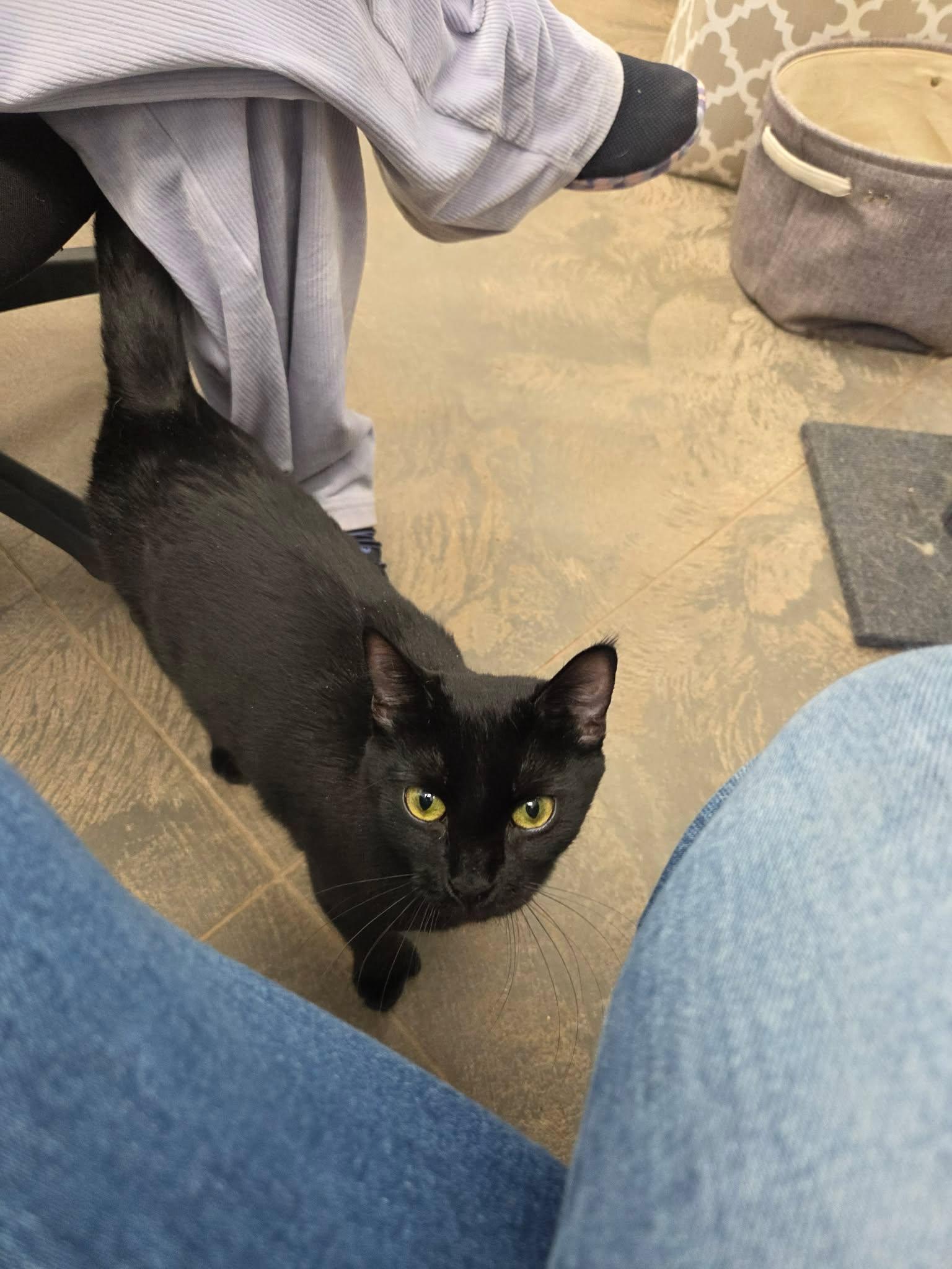 Sweetheart, a ADOPTABLE Domestic Short Hair in Roosevelt, UT image 3/3