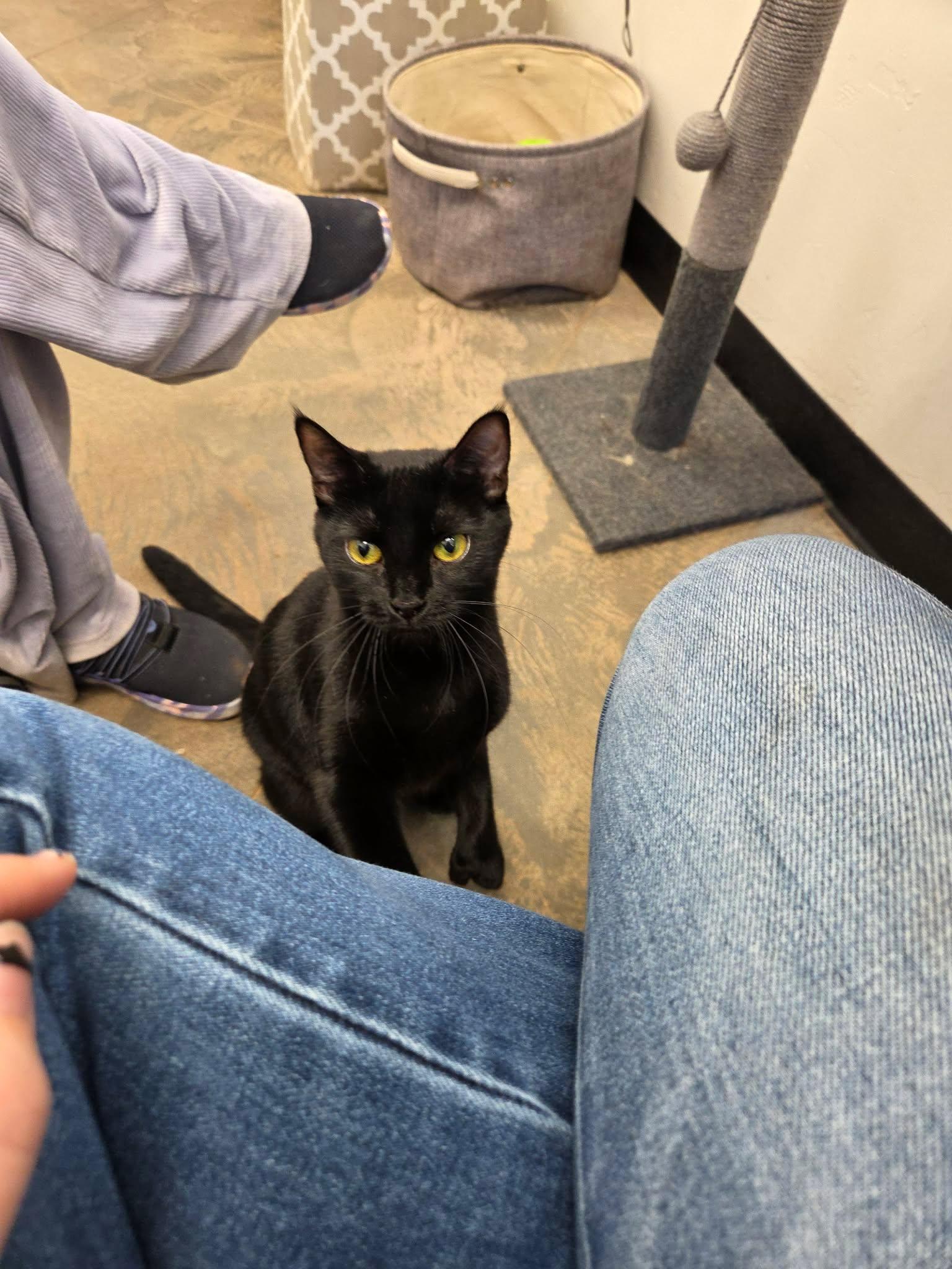 Sweetheart, ADOPTABLE, Adult Female Domestic Short Hair.