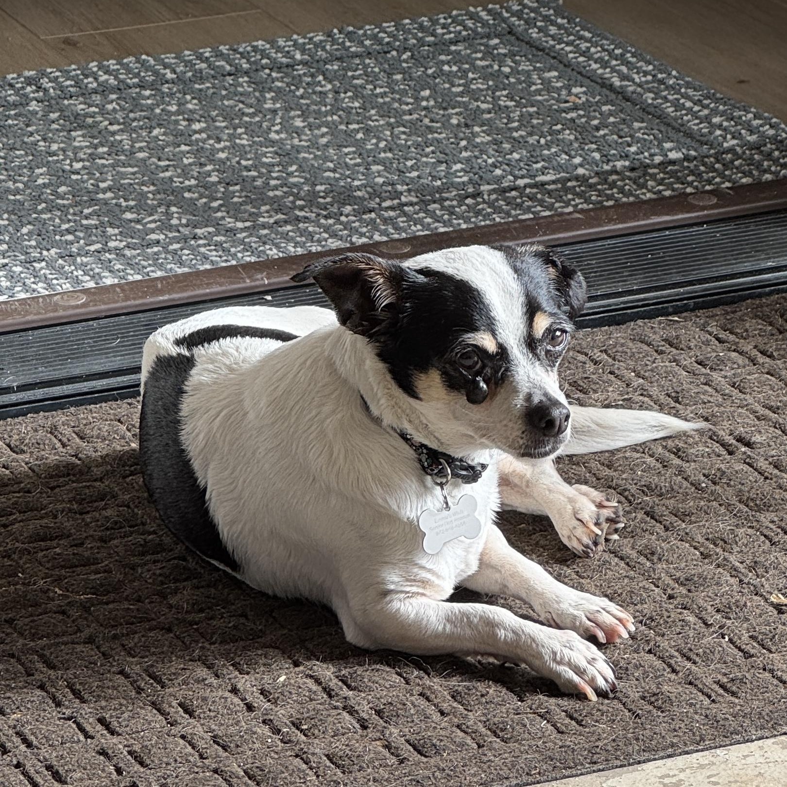 Luna, a Adopted Chihuahua in Plano, TX image 2/4