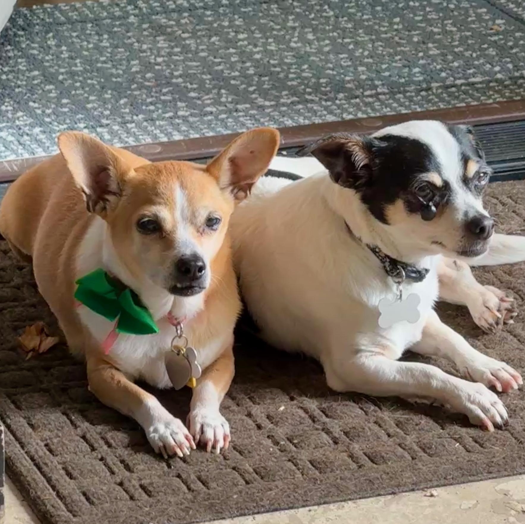 Luna, a Adopted Chihuahua in Plano, TX image 3/4