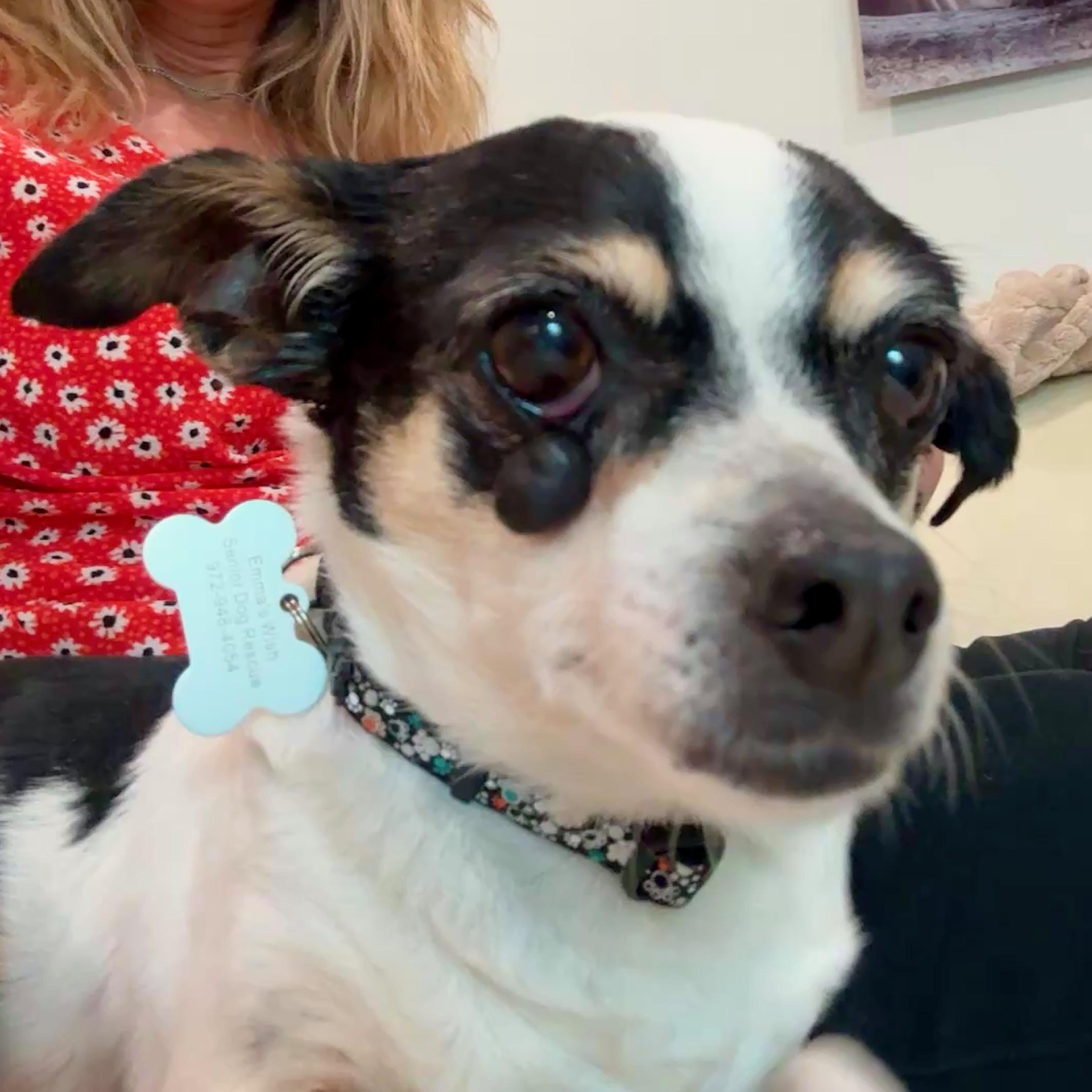 Luna, a Adopted Chihuahua in Plano, TX image 4/4