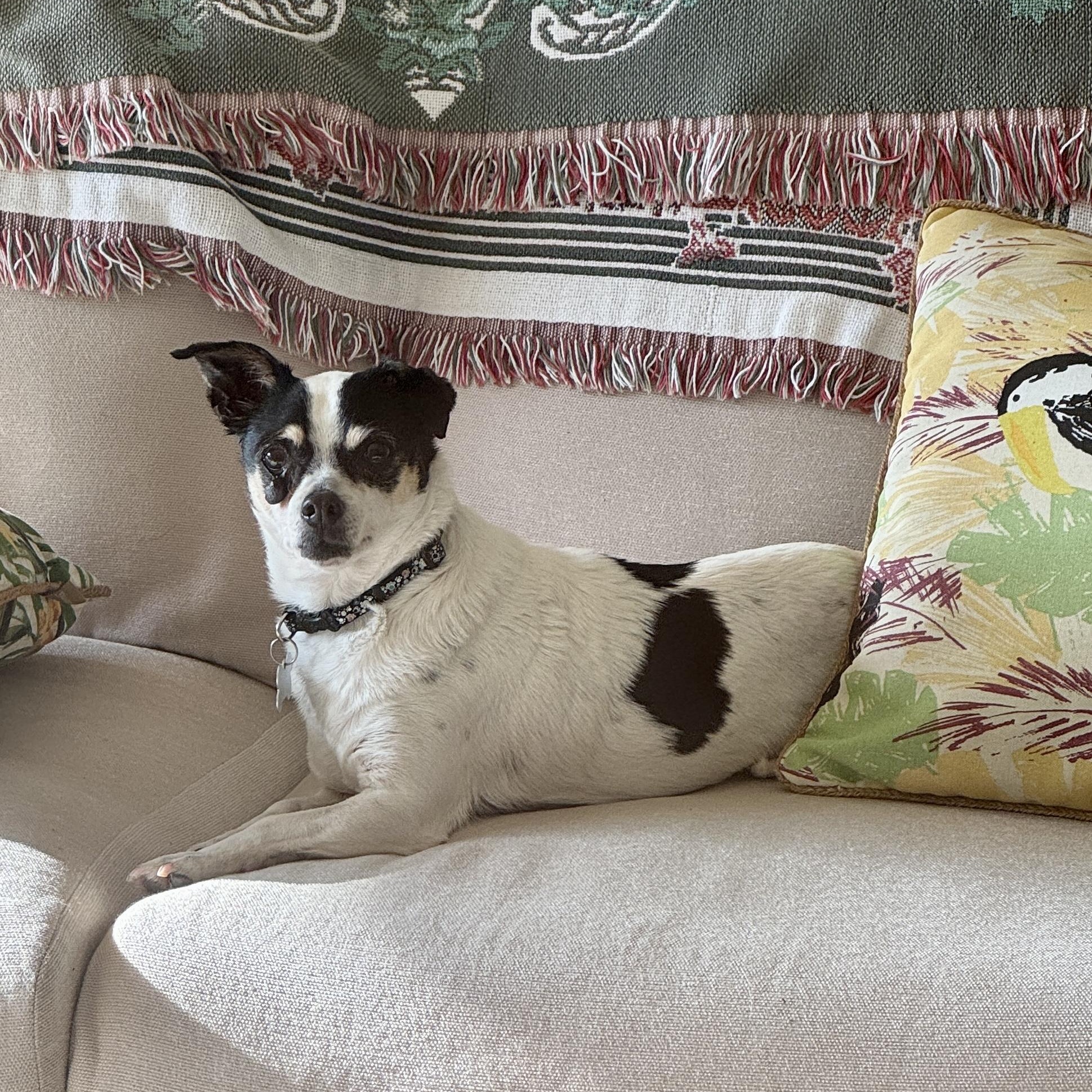 Luna, Adopted, Senior Female Chihuahua.