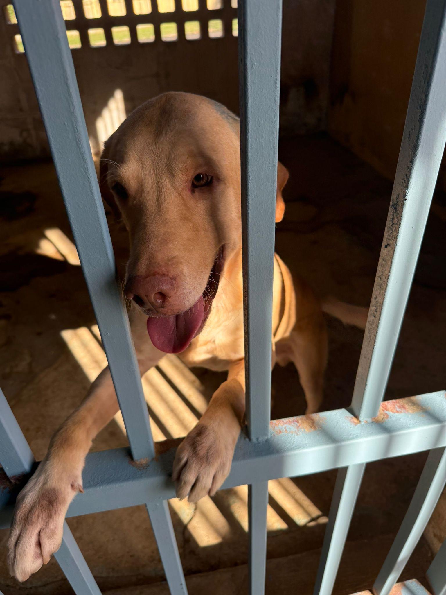 Lincoln, ADOPTABLE, Adult Male Labrador Retriever.
