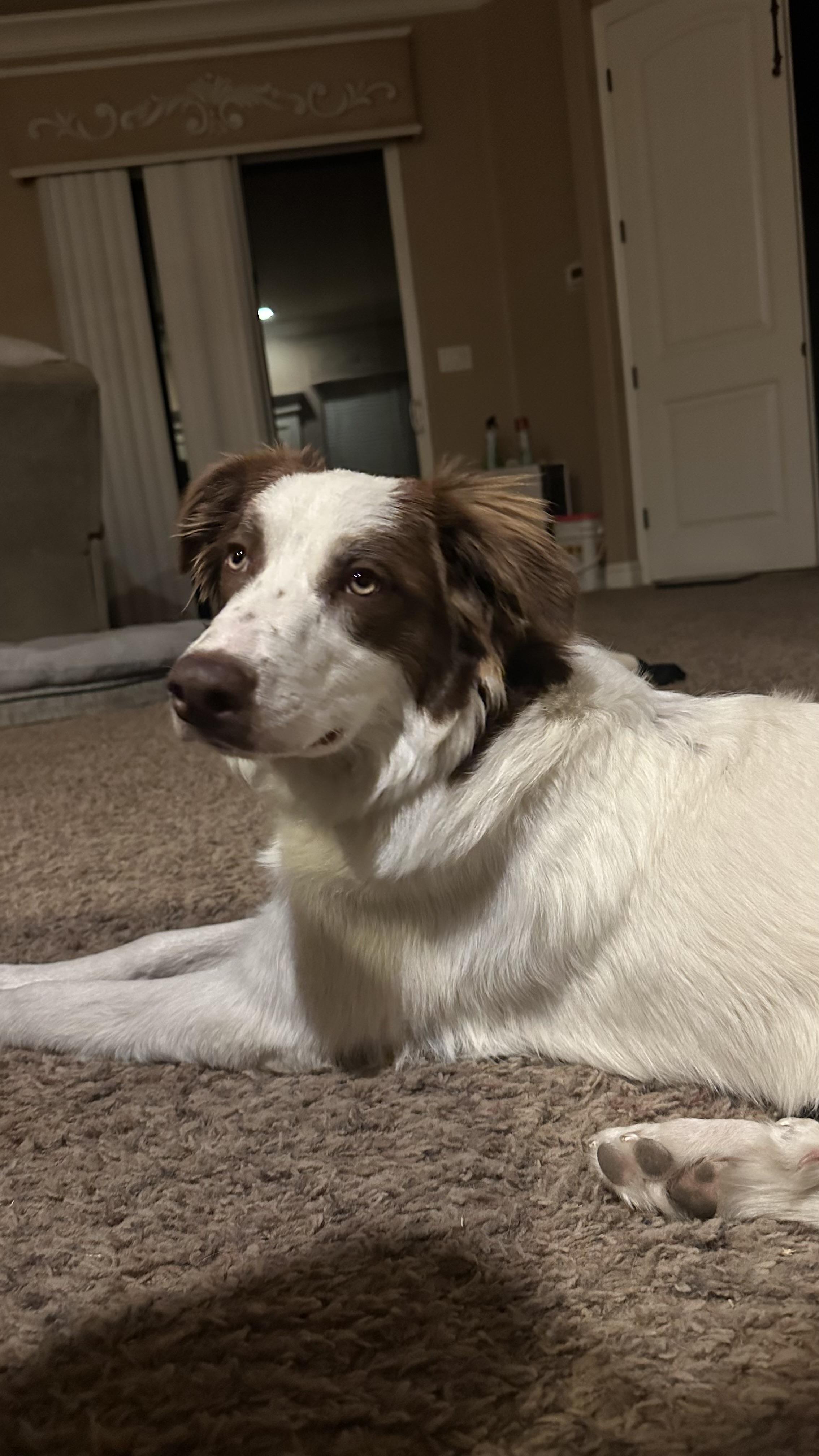 Lady, Young Female Australian Shepherd