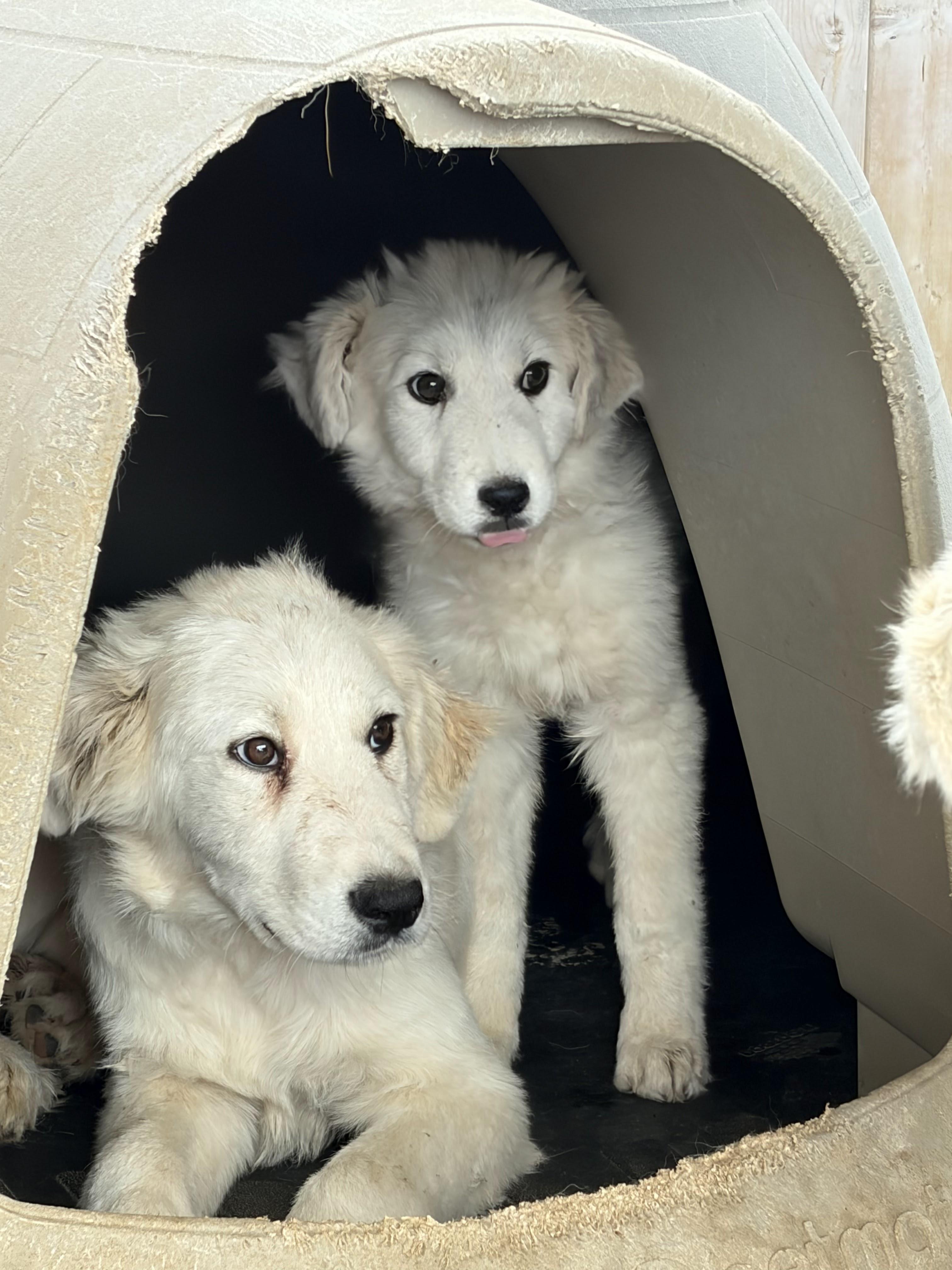 Cash SAT, Adopted, Young Male Great Pyrenees.