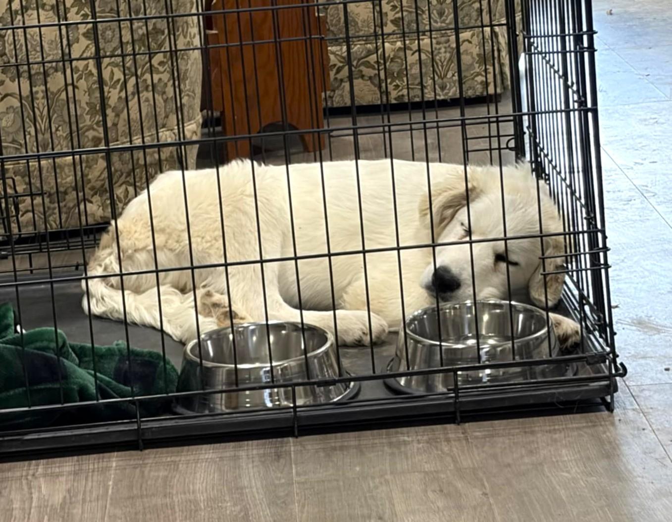 Enlarge Cash SAT, a Adopted mixed breed in Quinlan, TX image 2/6