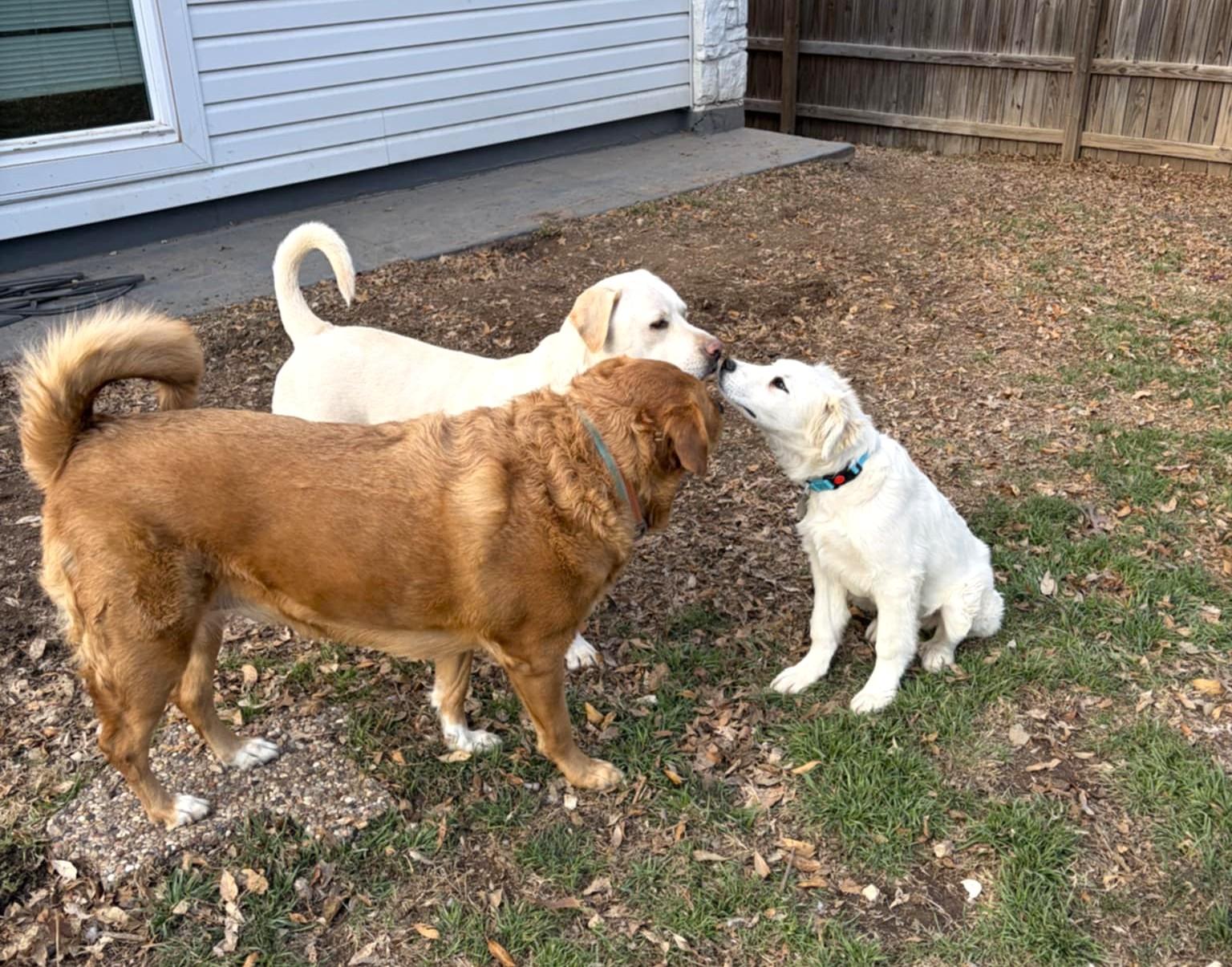 Enlarge Cash SAT, a Adopted mixed breed in Quinlan, TX image 3/6