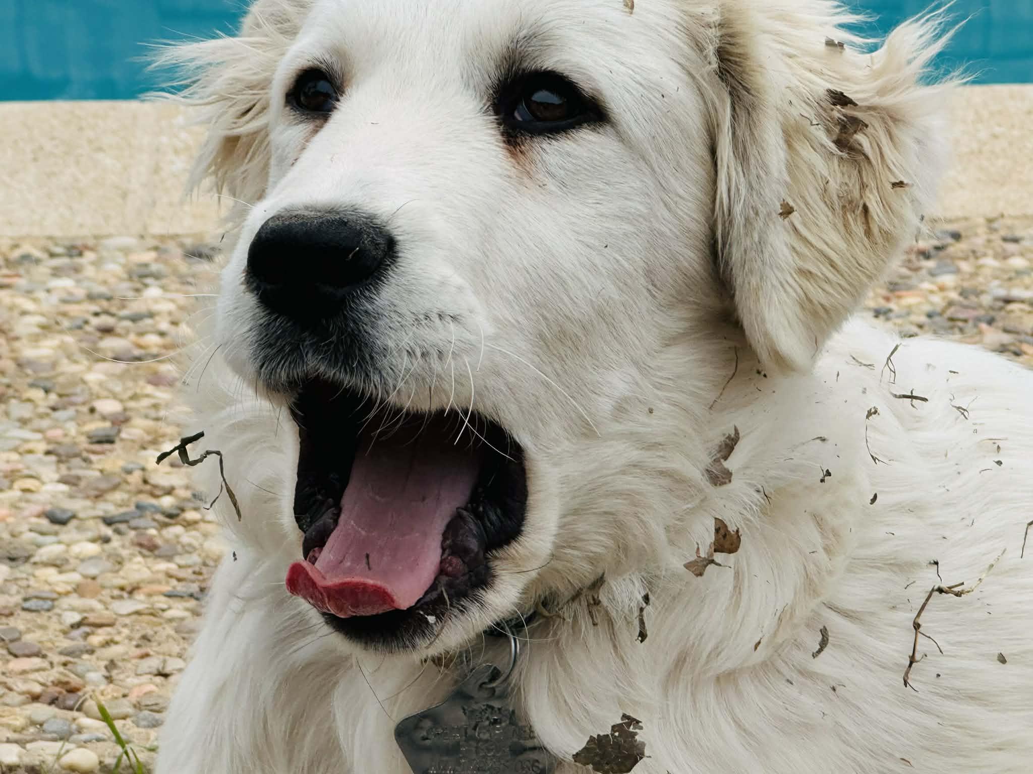 Enlarge Cash SAT, a Adopted mixed breed in Quinlan, TX image 4/6