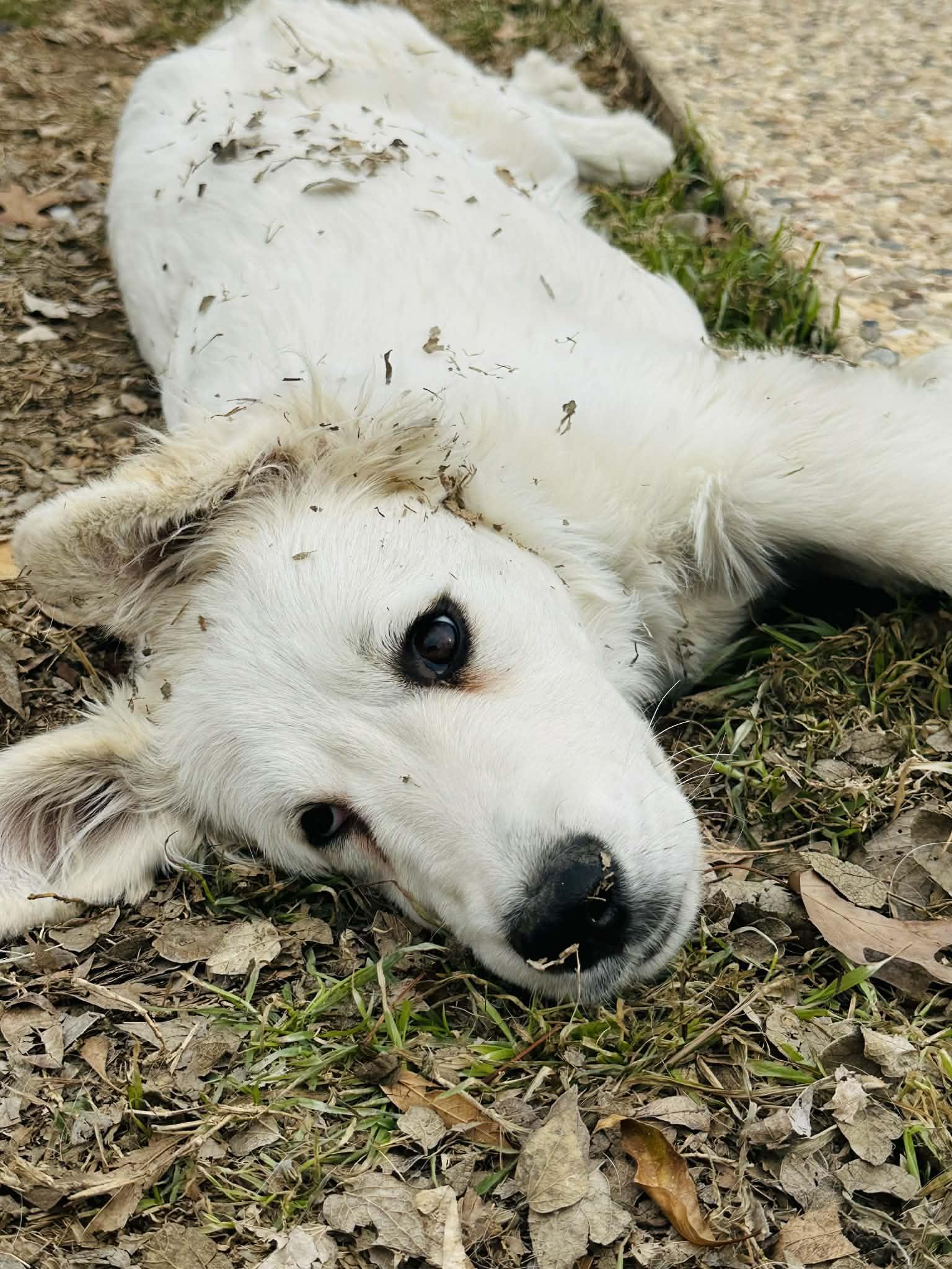 Enlarge Cash SAT, a Adopted mixed breed in Quinlan, TX image 5/6