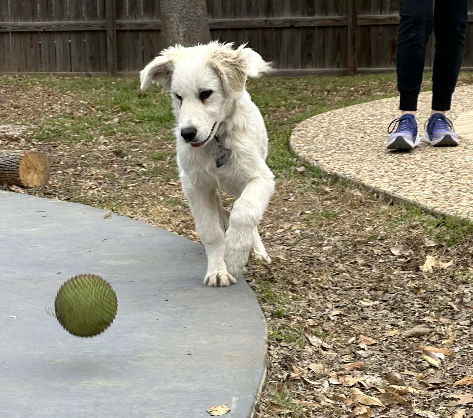Enlarge Cash SAT, a Adopted mixed breed in Quinlan, TX image 6/6