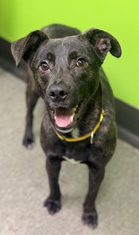 Zero, Adoptable, Adult Male Mixed Breed.