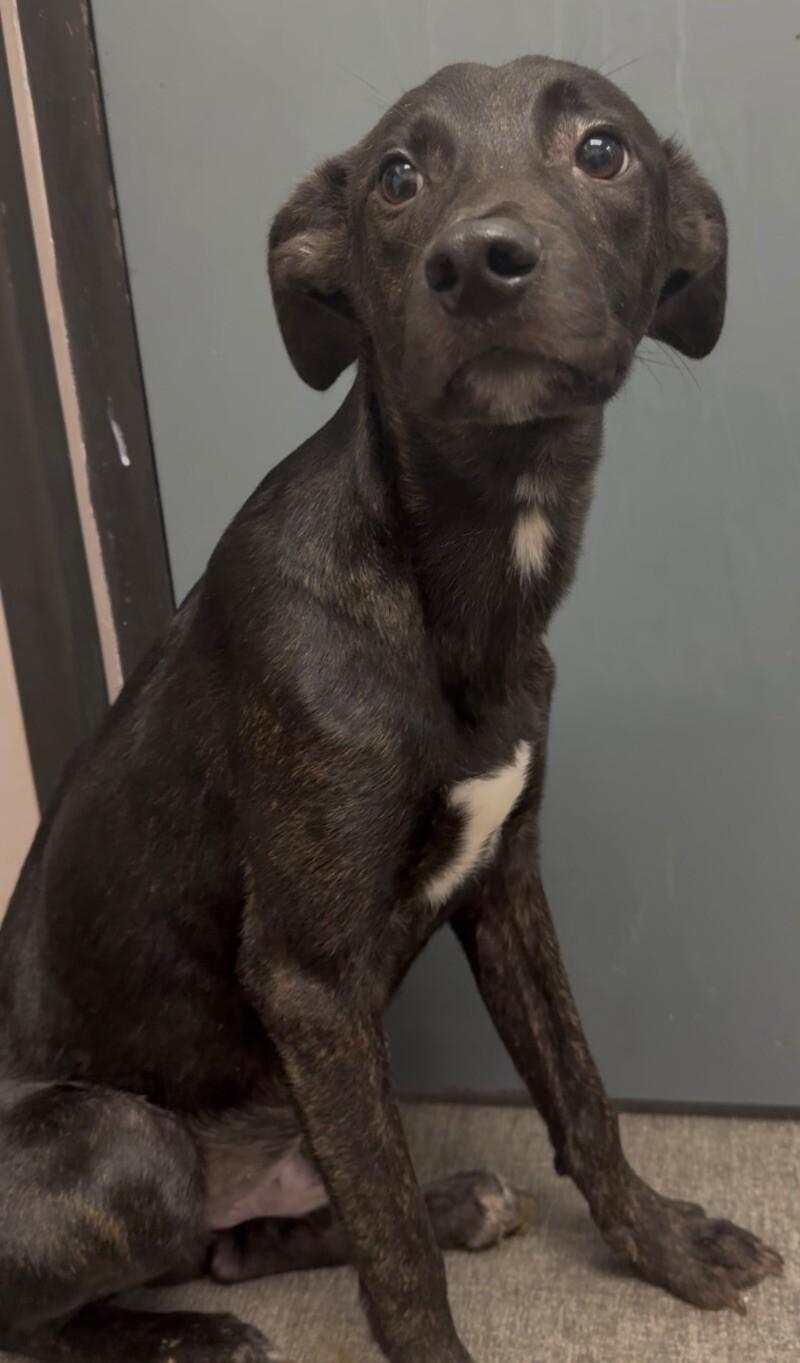 Enlarge Zero, a Adoptable Mixed Breed in Osseo, MI image 2/6