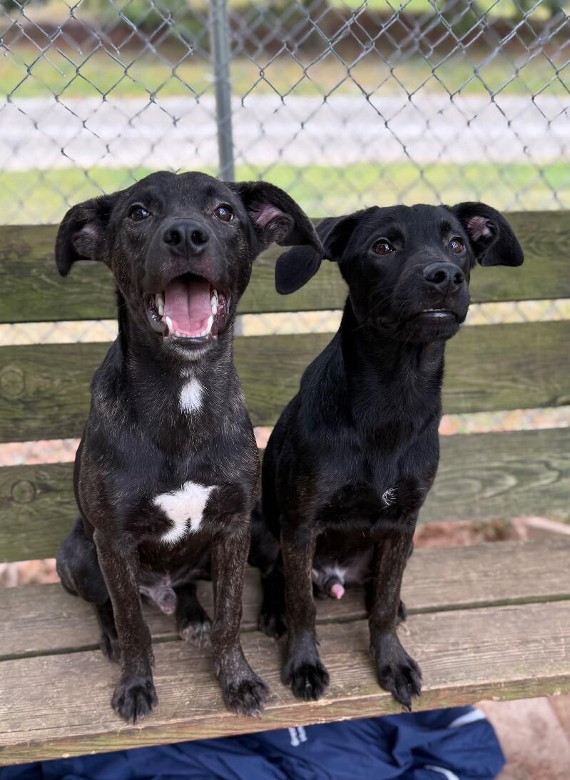 Enlarge Zero, a Adoptable Mixed Breed in Osseo, MI image 3/6