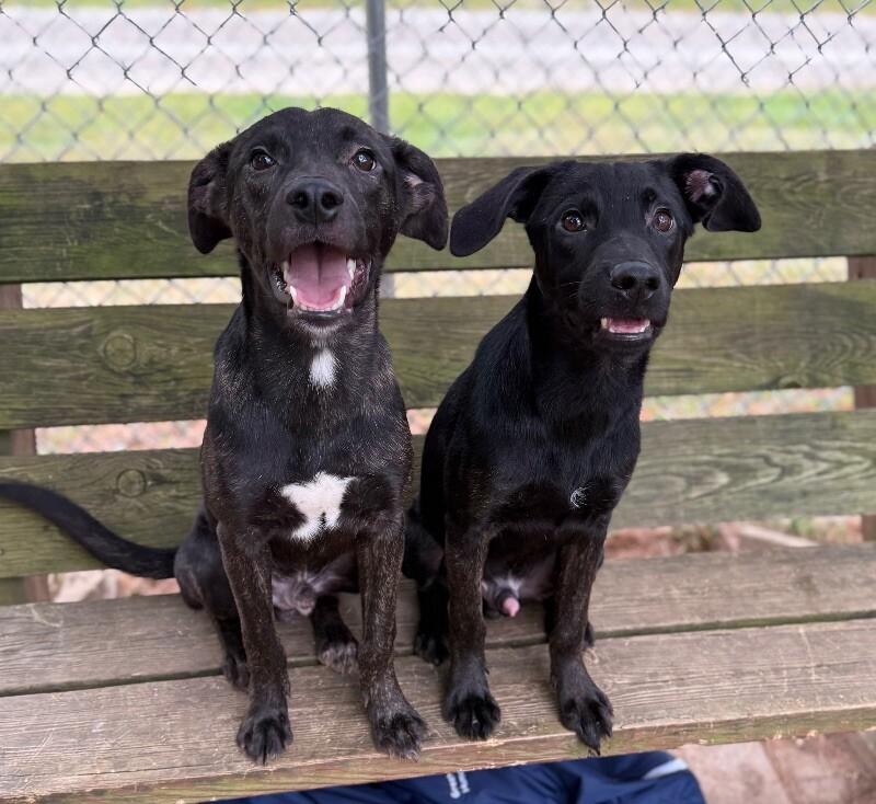 Enlarge Zero, a Adoptable Mixed Breed in Osseo, MI image 4/6