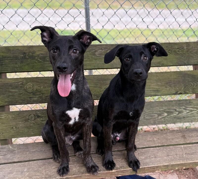 Enlarge Zero, a Adoptable Mixed Breed in Osseo, MI image 5/6