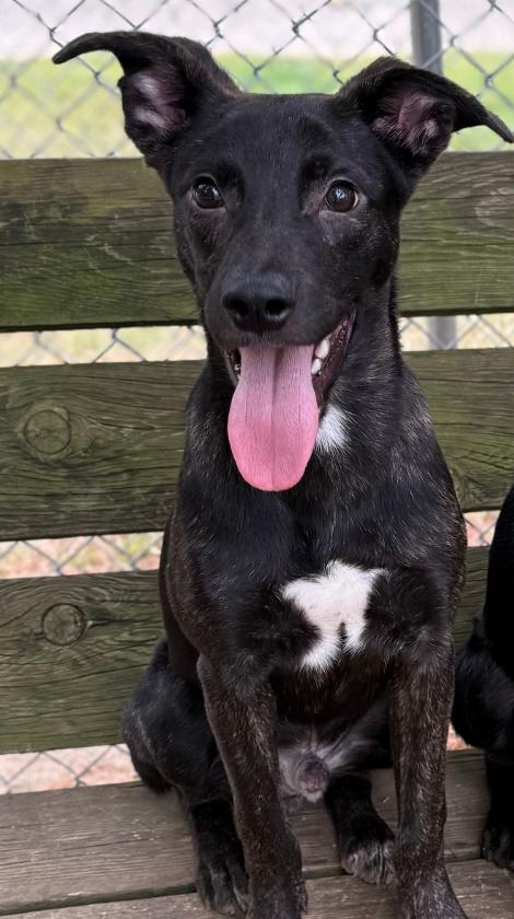 Enlarge Zero, a Adoptable Mixed Breed in Osseo, MI image 6/6