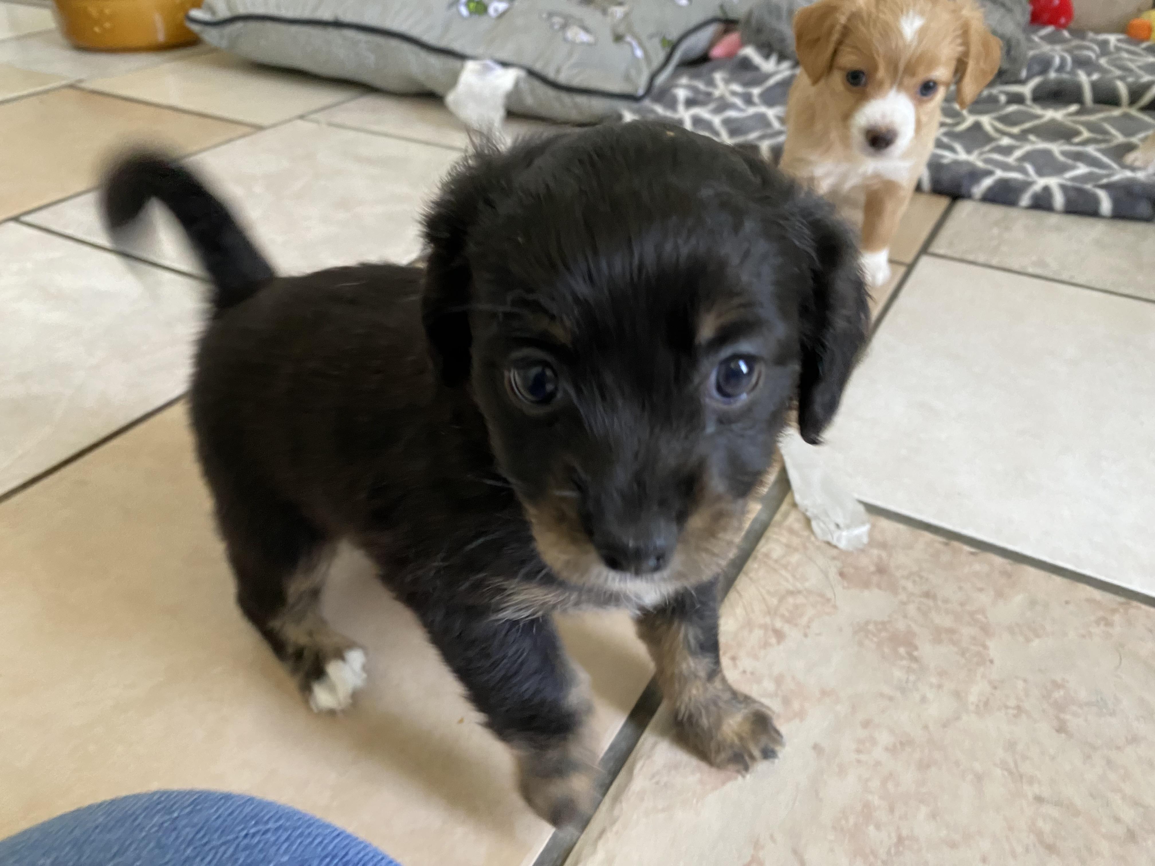 Tanya's Puppies