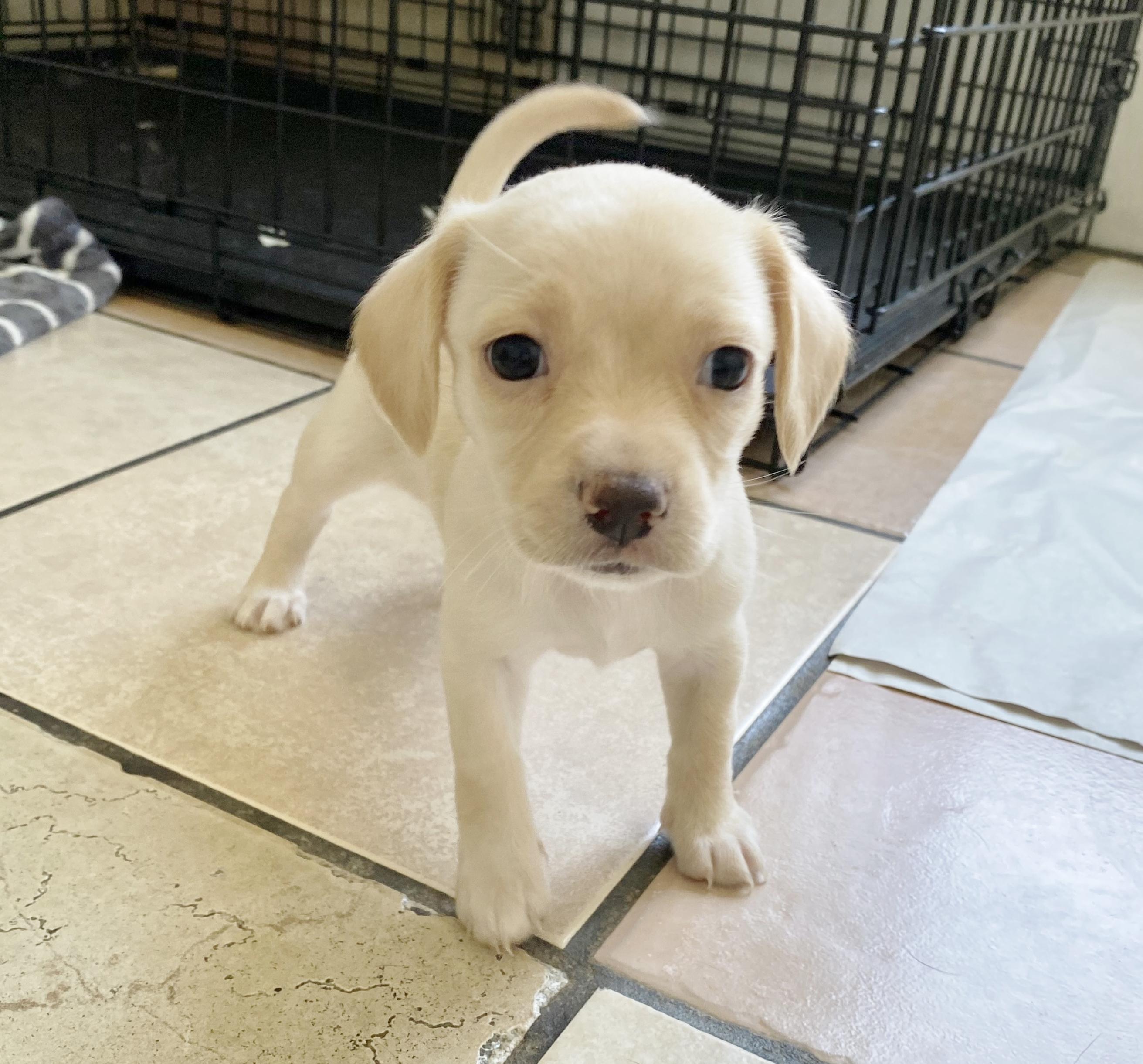 Tanya's Puppies