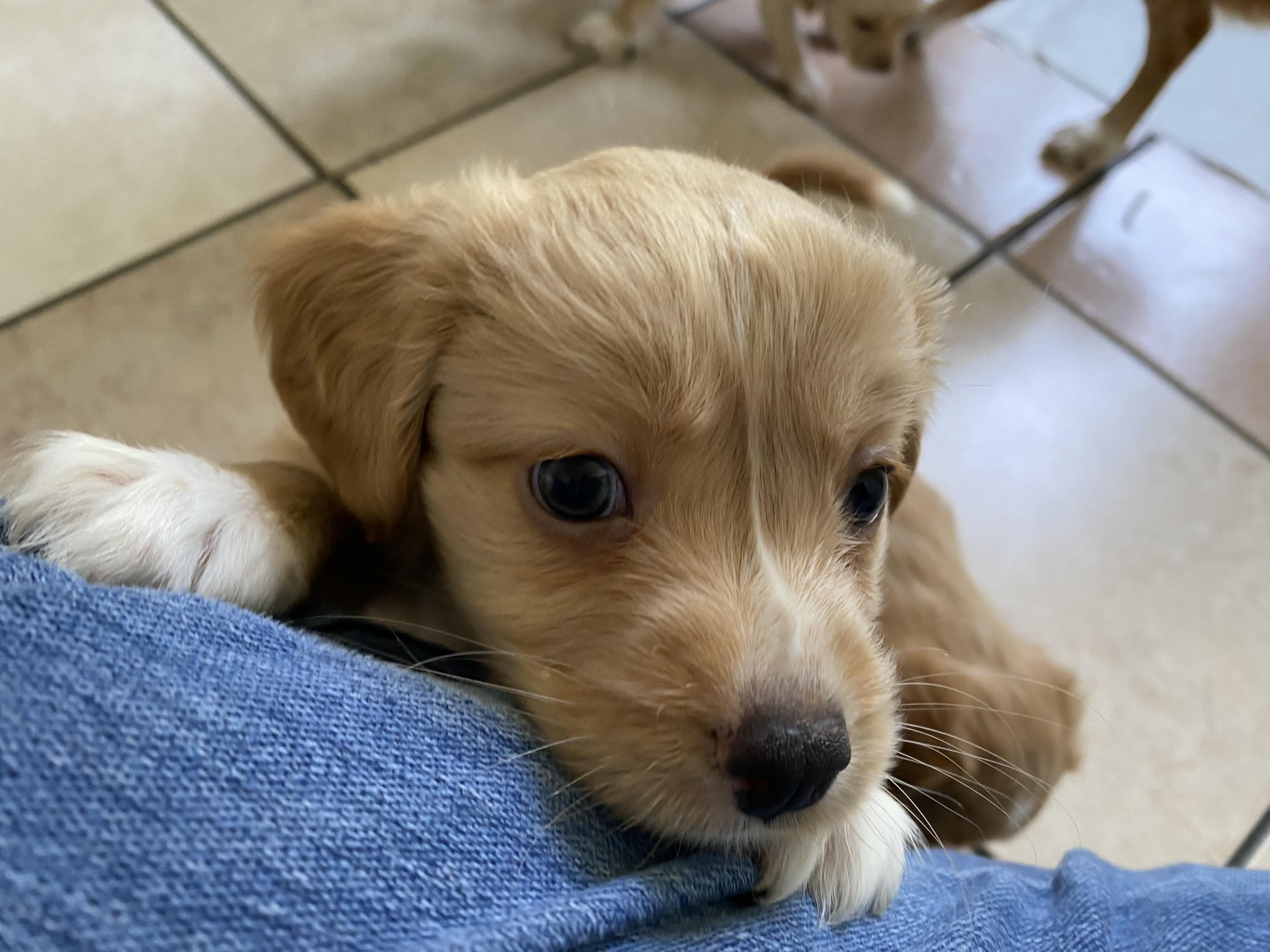 Tanya's Puppies