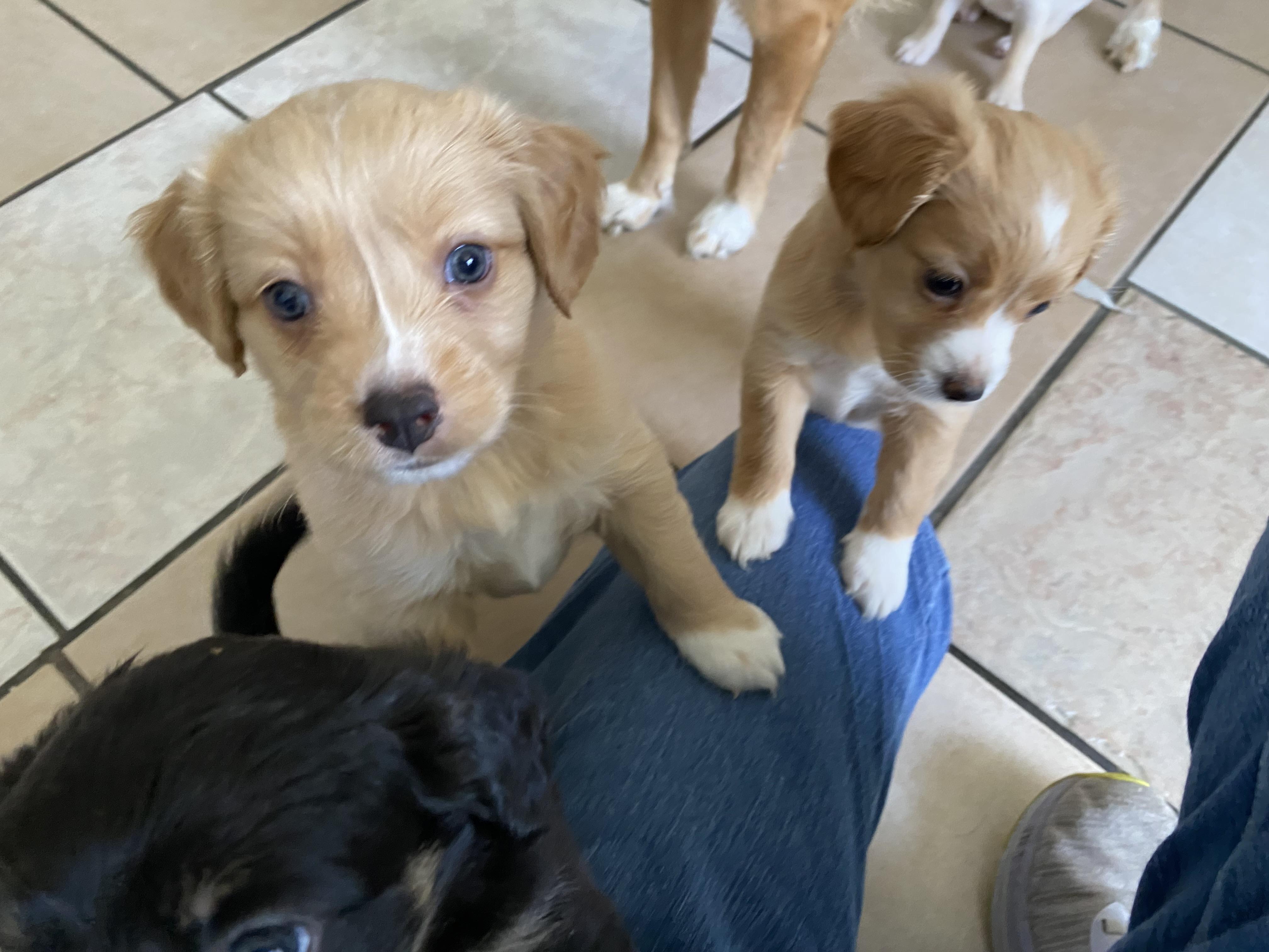 Tanya's Puppies