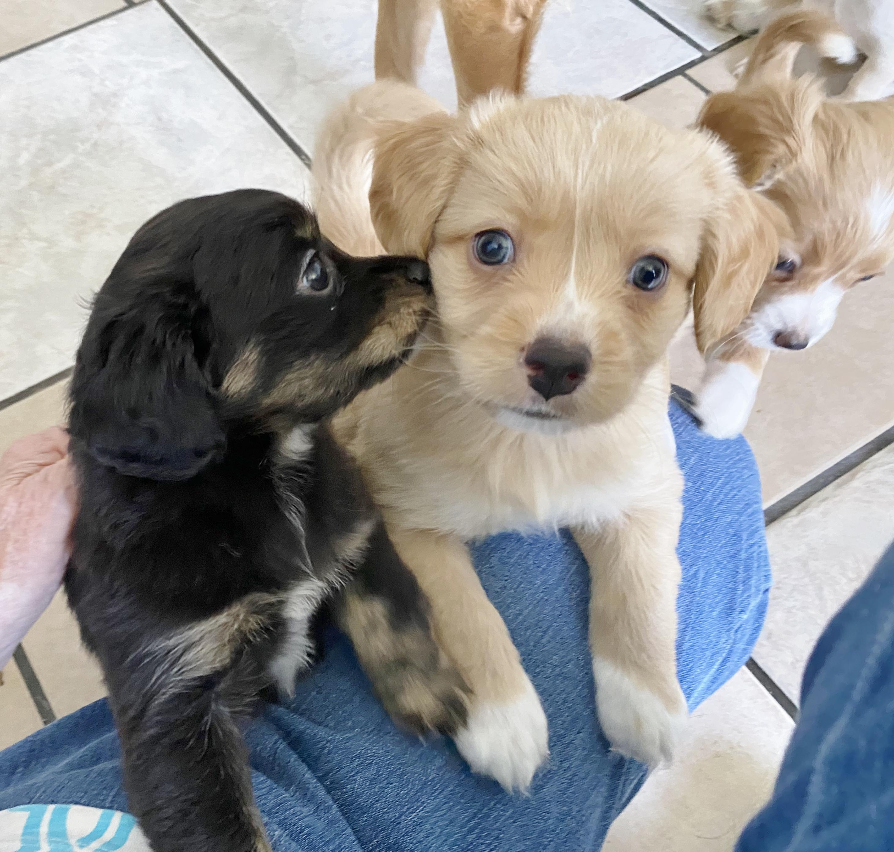 Tanya's Puppies