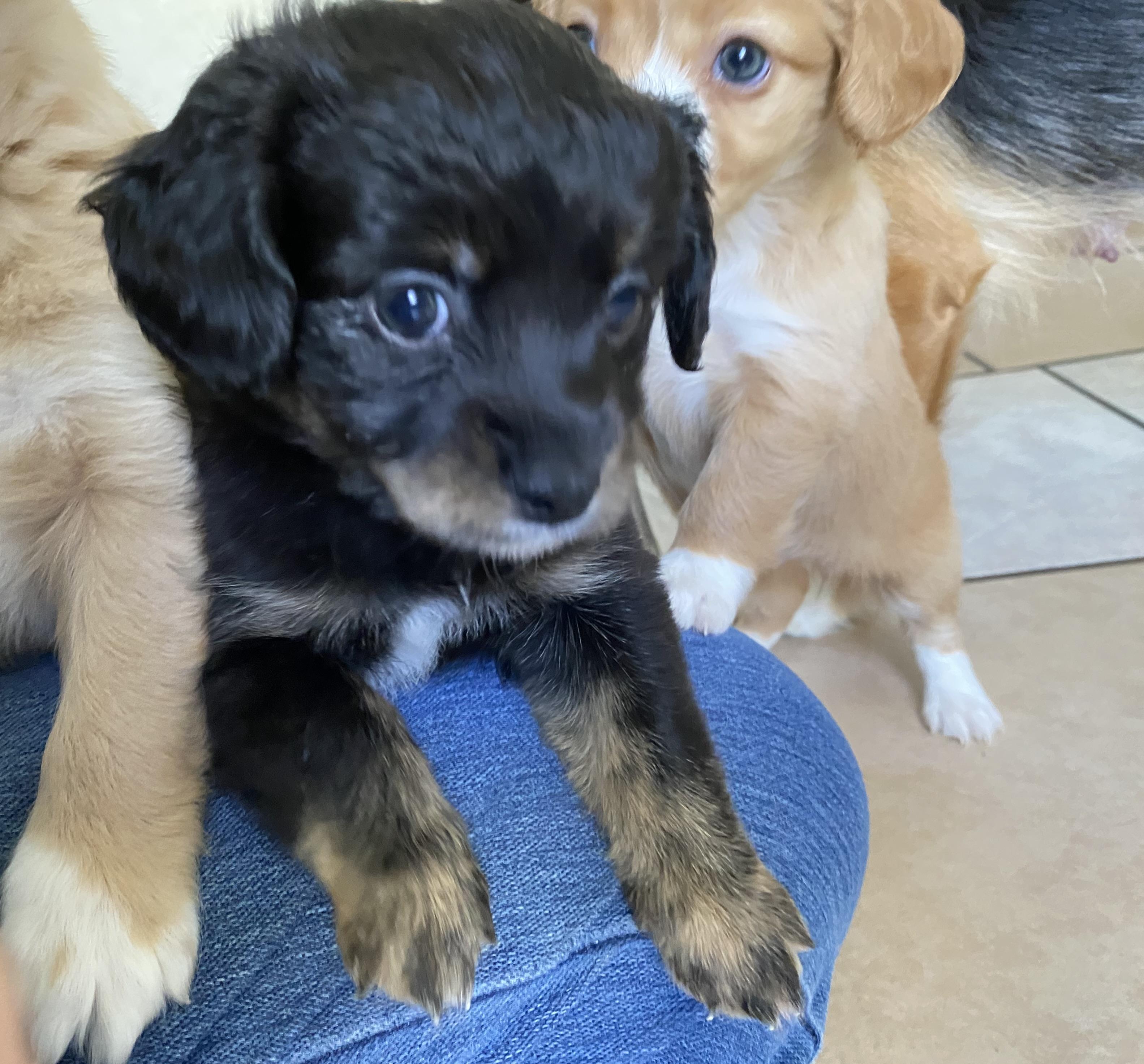 Tanya's Puppies