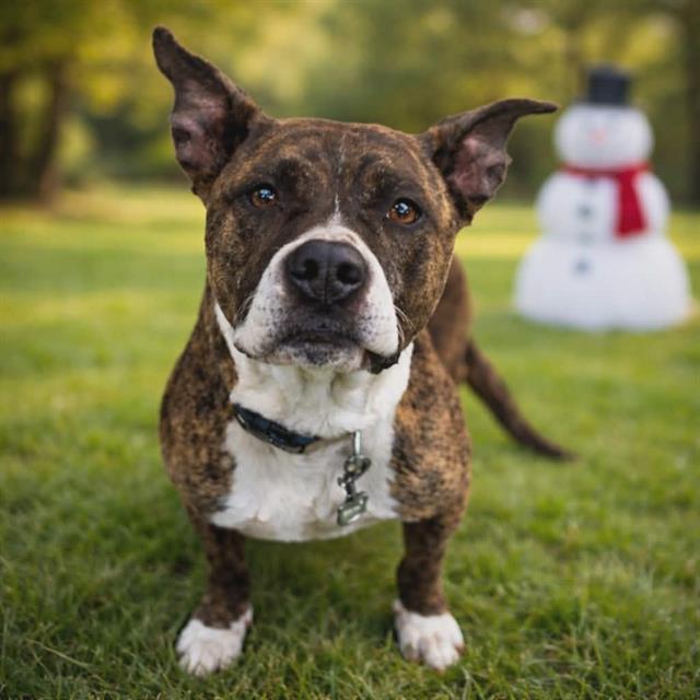 HOLLY, Adoptable, Adult Female Pit Bull Terrier & Boxer.
