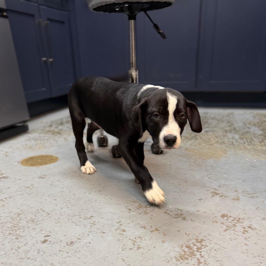 Tootsie Pop, Adoptable, Puppy Male Mixed Breed.